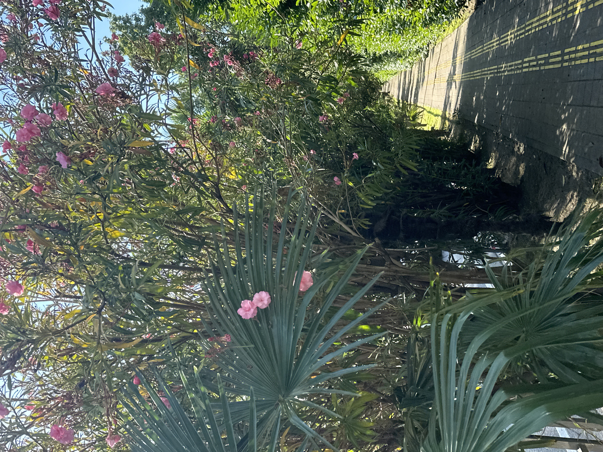 A sunlit pathway lined with lush greenery and flowering bushes leads into the distance. The pathway is constructed of dark paving stones with double yellow painted lines down the center. On the left, large fan-shaped palm leaves dominate the foreground, partially obscuring dense foliage with delicate pink flowers. On the right, a neatly trimmed hedge forms a vibrant green wall. The scene suggests a tranquil outdoor setting, possibly a park or garden in Sochi, Russia, given the tropical appearance of the vegetation. The image is a vertical, eye-level shot, capturing the perspective of someone walking along the path.