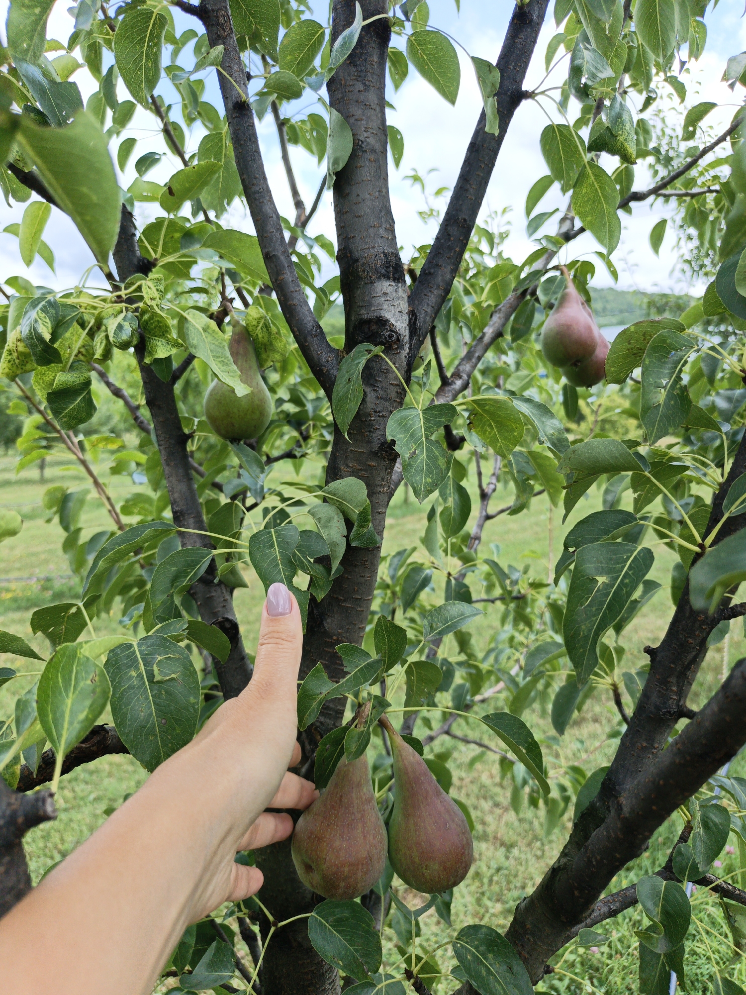 In Pshada, Russia, a hand with light skin and a pale pink fingernail reaches out towards a pear tree laden with fruit. The pears are a mottled green and reddish-brown, some appearing ripe and ready for harvest, while others are still developing. The tree's bark is dark and textured, with branches spreading outwards, adorned with lush green leaves. The background reveals a soft-focus landscape of green fields and trees, suggesting a rural or orchard setting on a bright, possibly overcast, day.