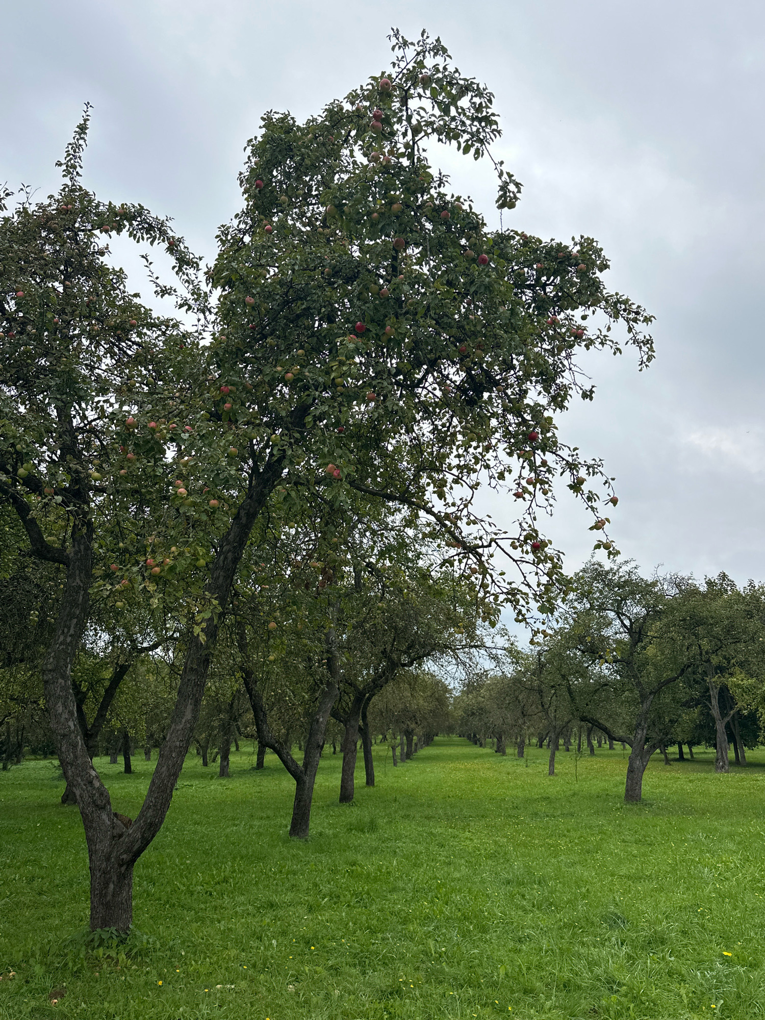 An orchard with mature apple trees laden with fruit, under a cloudy sky. The trees are planted in rows, with a lush green lawn covering the ground. The foreground features a prominent tree with a thick, gnarled trunk, its branches reaching upwards and outwards. The scene conveys a sense of harvest time in an apple orchard. The location is not specified in the image.