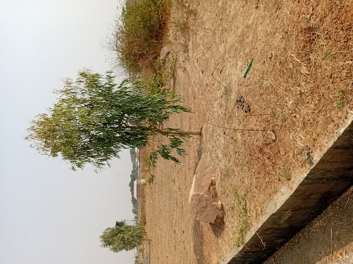 The scene depicts an open, dry, undeveloped plot of land, consistent with an arid or semi-arid environment, located in Minna, Nigeria. In the immediate foreground, a concrete drainage channel with a rectangular cross-section extends from the lower left towards the center. To the right of the channel, the ground is covered in dry, light-brown soil with sparse, withered vegetation. A large, irregularly shaped reddish-brown rock is positioned approximately mid-distance from the channel.
A prominent, medium-sized tree with slender, light-green foliage stands centrally in the midground. Adjacent to its base, a small, slender sapling is visible, along with several small, dark piles of organic matter and a short, green pipe section resting on the ground. To the right of the main tree, a cluster of dry, thorny bushes forms a dense mass.
The background consists of more barren, dry earth. A smaller tree, similar in appearance to the central one, is located in the left background. Further beyond, a tall metallic water tank supported by a stand is visible. Several indistinct, single-story buildings or structures with light-colored walls and darker roofs are scattered across the distant horizon. A faint, slender vertical structure, possibly an antenna or tower, is barely discernible in the far distance. The sky is a uniform, pale hue, suggesting either an overcast condition or atmospheric haze. No individuals, animals, or active human interactions are present within the frame.
