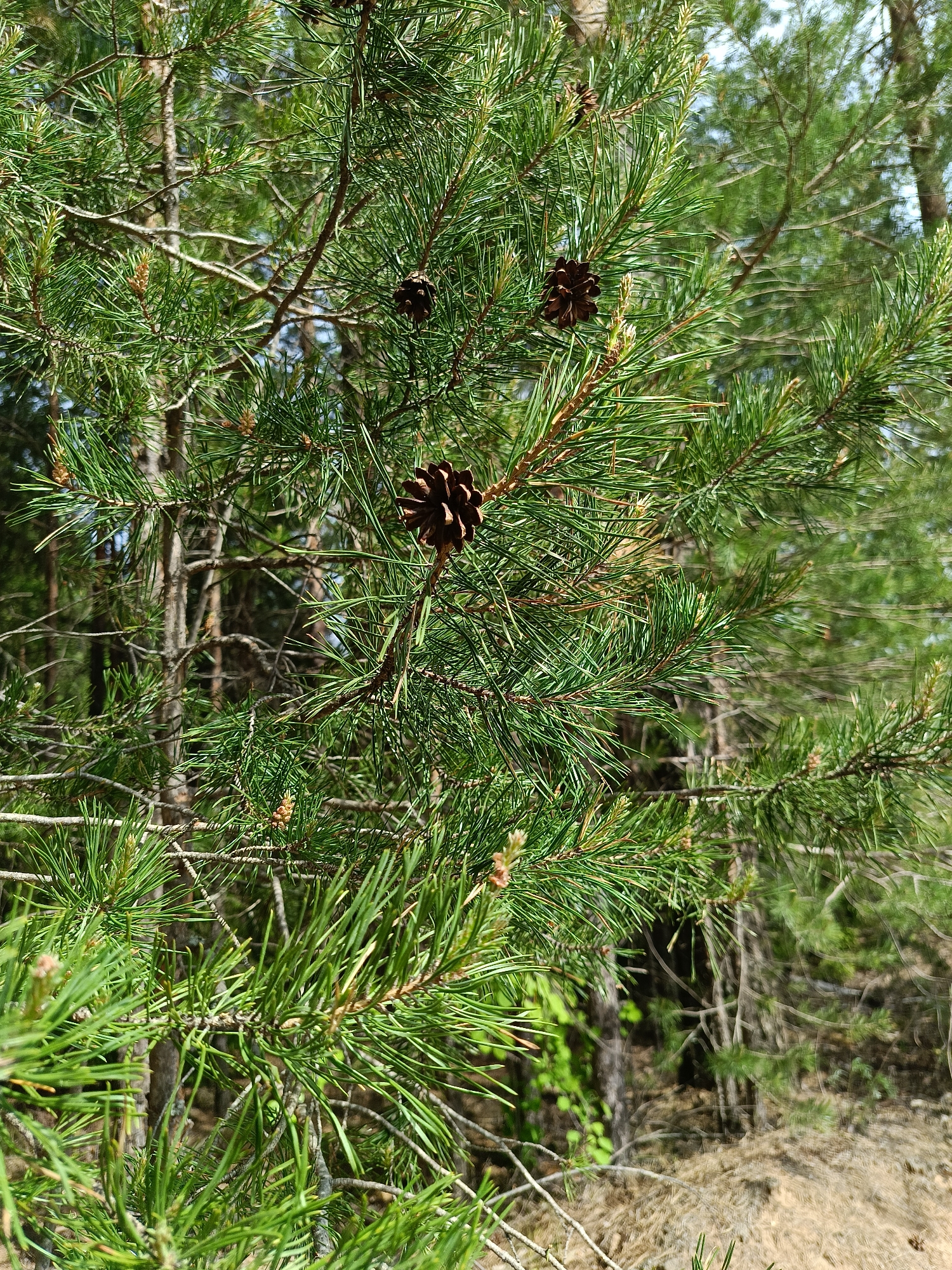 The image shows a close-up view of a pine tree branch with three pine cones. The needles are green and the cones are brown. The background is blurred, but it appears to be a forest scene with other trees visible. The location is Chaikovsky, Russia. No people or other objects are visible. The subject is the pine tree branch.