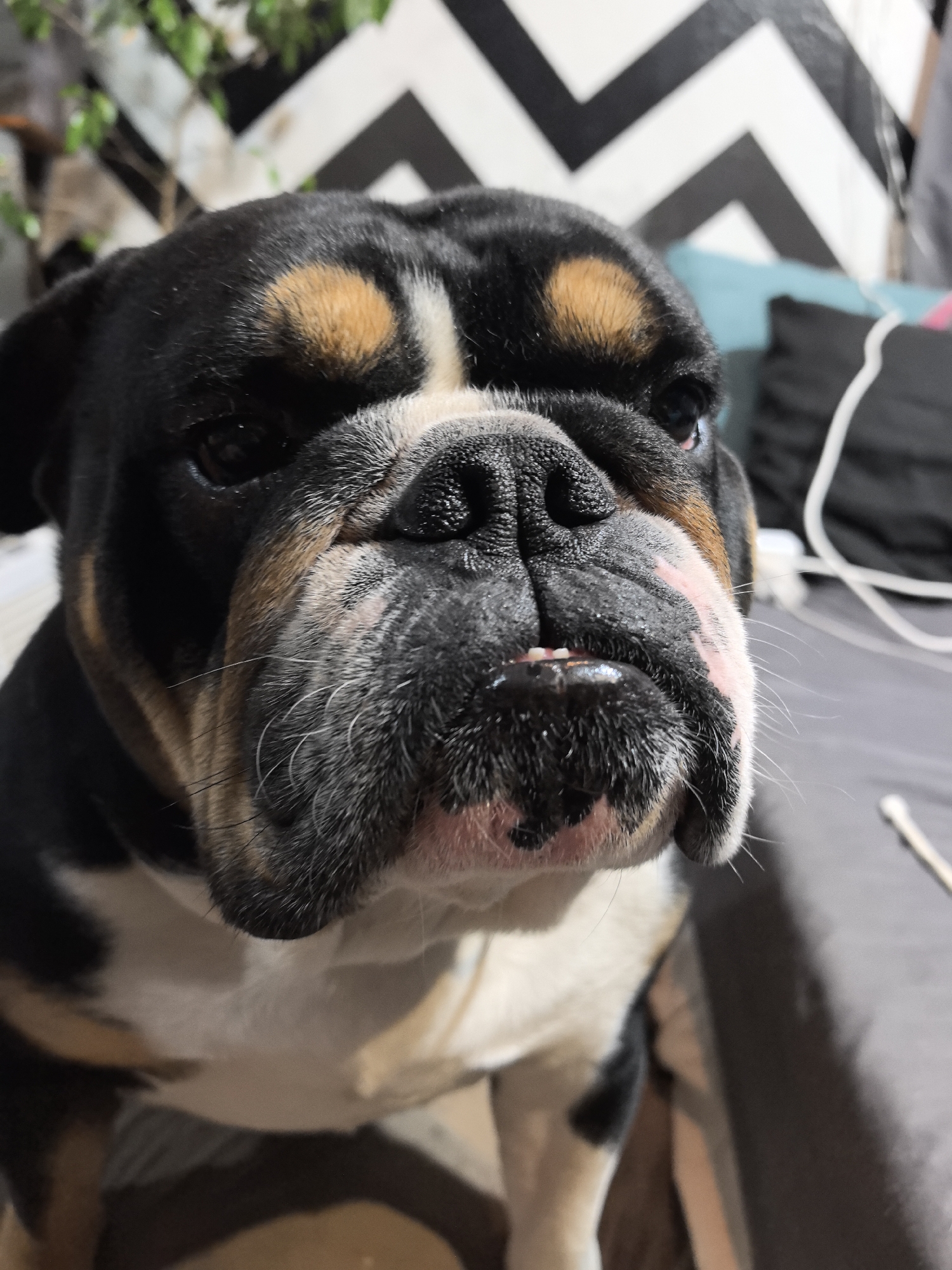 A close-up shot of an English Bulldog. The dog has black fur on its head, with tan patches above the eyes and white fur on its chest. The background consists of a black and white chevron patterned wall, a glimpse of a plant, and blurred cushions in shades of teal and black. An ear cotton swab is visible in the lower right corner of the frame. The scene is not in Noviy, Russia.