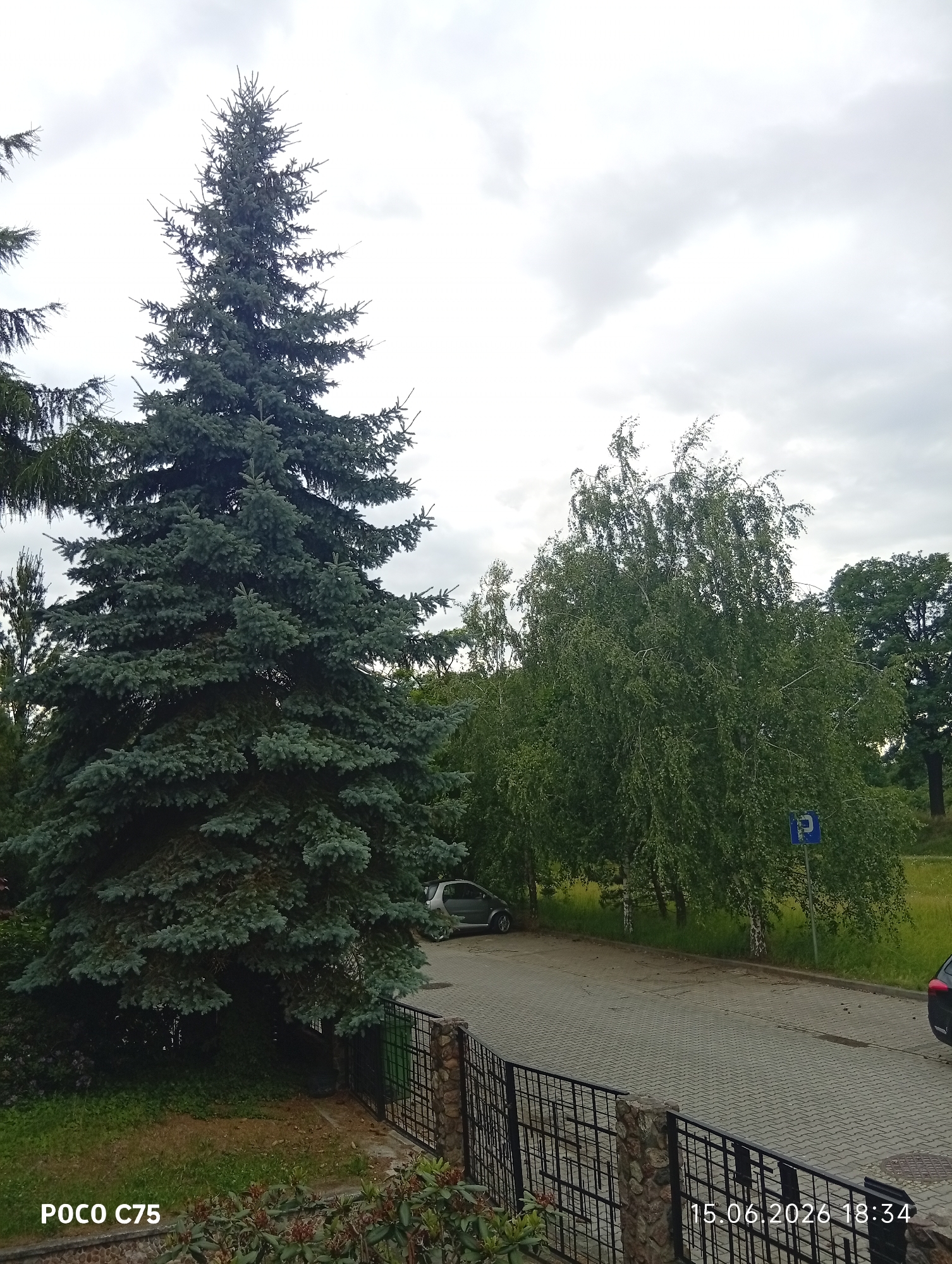 This image depicts an outdoor scene with lush green trees and a paved area. A tall, conical evergreen tree dominates the left side of the frame, its branches reaching upwards against a cloudy sky. To the right, a weeping birch tree with delicate leaves sways in the breeze. A silver car is parked on the paved area, and a blue parking sign with a white "P" is visible. A black metal fence runs along the bottom of the image, separating the paved area from a grassy patch and some flowering bushes. The timestamp "15.06.2026 18:34" is visible in the bottom right corner, along with "POCO C75" in the bottom left. The location is Wrocław, Poland.