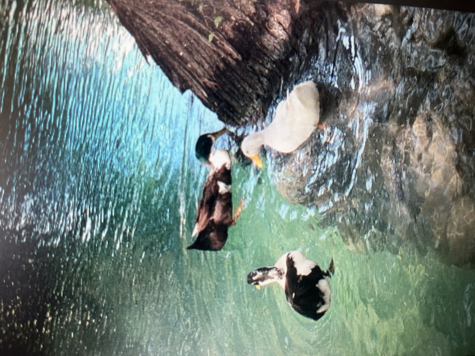 Three ducks are in shallow, clear, green water near a rocky bank. One duck, black and white, is in the foreground facing left. Behind it, a brown and white duck is swimming away from the camera. To the right, a white duck with an orange beak stands on the rocks at the water's edge. A large, dark, textured object, possibly a log or palm frond, is on the right side of the frame. The water exhibits ripples and reflections of light. The scene is not identifiable as being in Sejahtera, Indonesia.