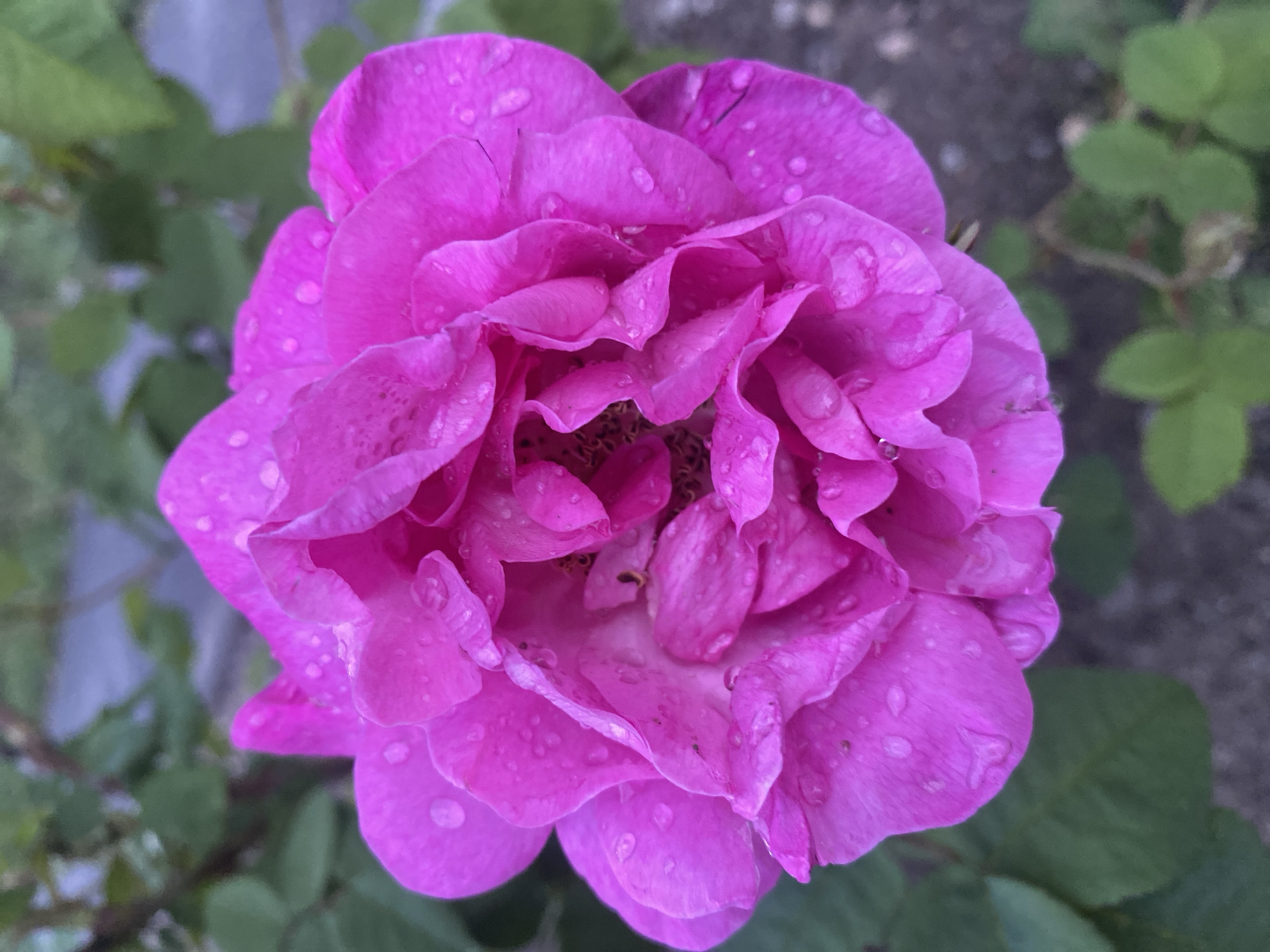 The image shows a pink rose in full bloom, with water droplets scattered across its petals. The rose is the focal point, centered and filling most of the frame. Surrounding the rose are blurred green leaves, suggesting it's part of a rose bush. The background is a mix of light grey and muted green, possibly indicating a wall, fence, or other greenery. The location, Dnipro, Ukraine, is not directly discernible from the image itself and would require external information.