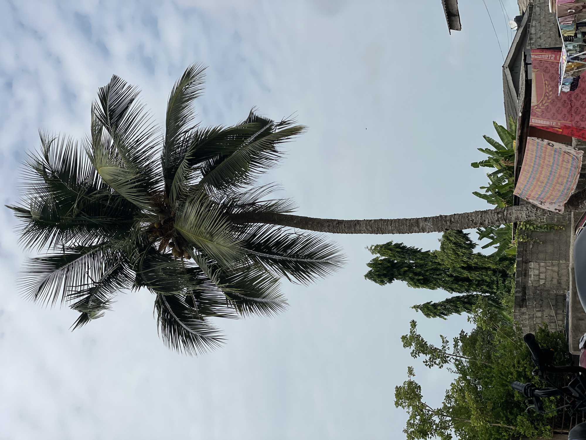 The image depicts a tall palm tree with dense foliage extending horizontally, set against a cloudy sky. Adjacent to the palm tree is a building of block construction with laundry hanging on a line. Various other trees and green foliage are visible in the mid-ground, suggesting a semi-urban environment. Based on the prompt, the location is Badagry, Nigeria, although there are no specific elements in the image that exclusively confirm this. No people are visible in the frame.