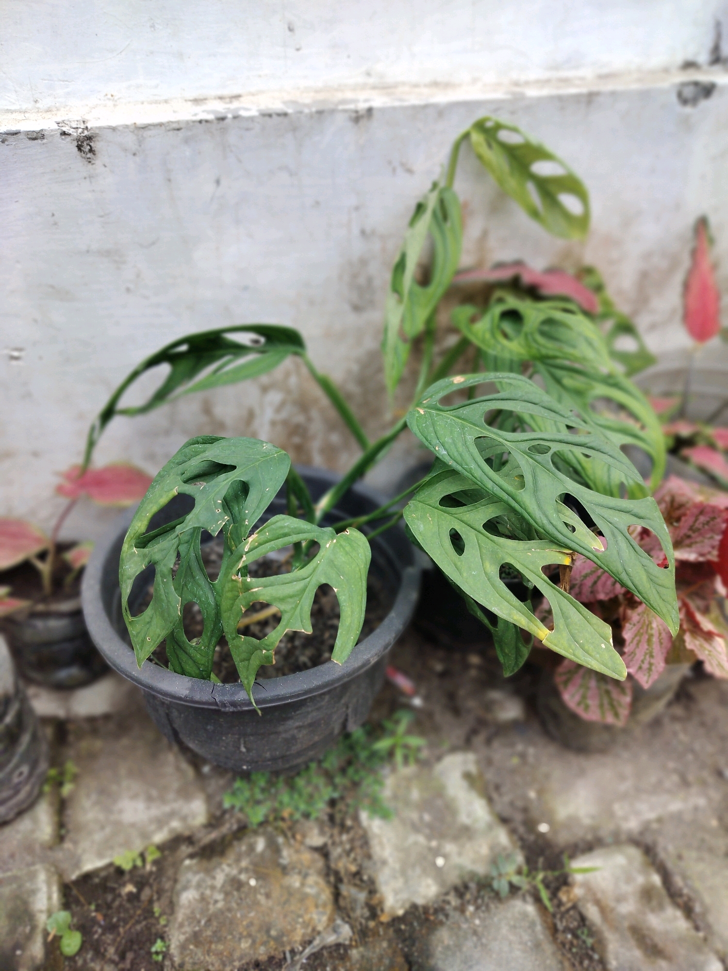 This is a medium-shot, eye-level, outdoor photograph of potted plants in what appears to be a residential setting, possibly a garden or patio area, in Yogyakarta, Indonesia. The primary subject is a **Monstera adansonii** plant in a black plastic pot, positioned centrally in the foreground. The plant has several large, dark green leaves, characterized by their distinctive fenestrations or holes. The leaves are slightly worn, with some minor damage or yellowing visible. Behind the Monstera, other potted plants are visible, including one with pink and green variegated leaves and another with red leaves, partially out of focus. The plants are situated on a ground made of interlocking stone pavers, with patches of soil and small weeds growing between them. In the background, a light-colored, textured wall runs horizontally across the top of the frame, showing some signs of wear and discoloration, particularly along the top edge. The lighting suggests it is daytime, with diffused light casting soft shadows. The overall scene is naturalistic and conveys a sense of everyday life in a tropical urban environment.