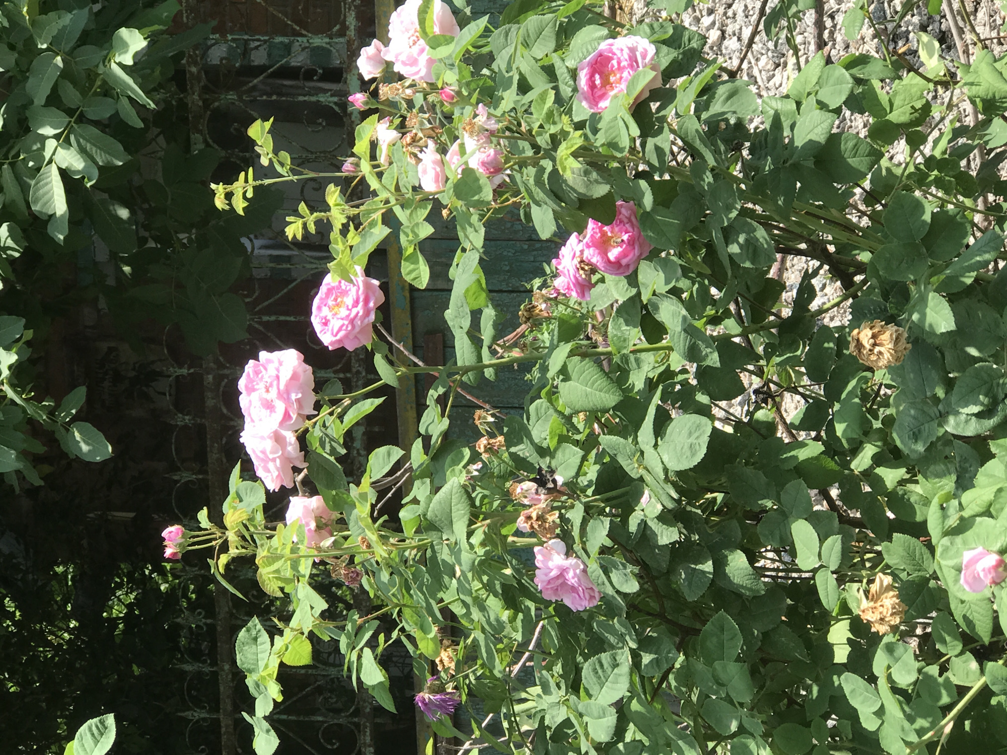 A bush of pink roses with green leaves is in full bloom. Some of the roses are open and fully bloomed, while others are still budding. A few dried roses are also visible amongst the green foliage. The bush is located in front of a weathered turquoise wooden fence, behind which a dark green, ornate metal fence is visible. Overhanging green leaves from a tree are casting shadows on the scene, suggesting it is daytime. The ground beneath the bush is covered in small, light-colored gravel. This image was taken in the Miraflores district of Lima, Peru.
