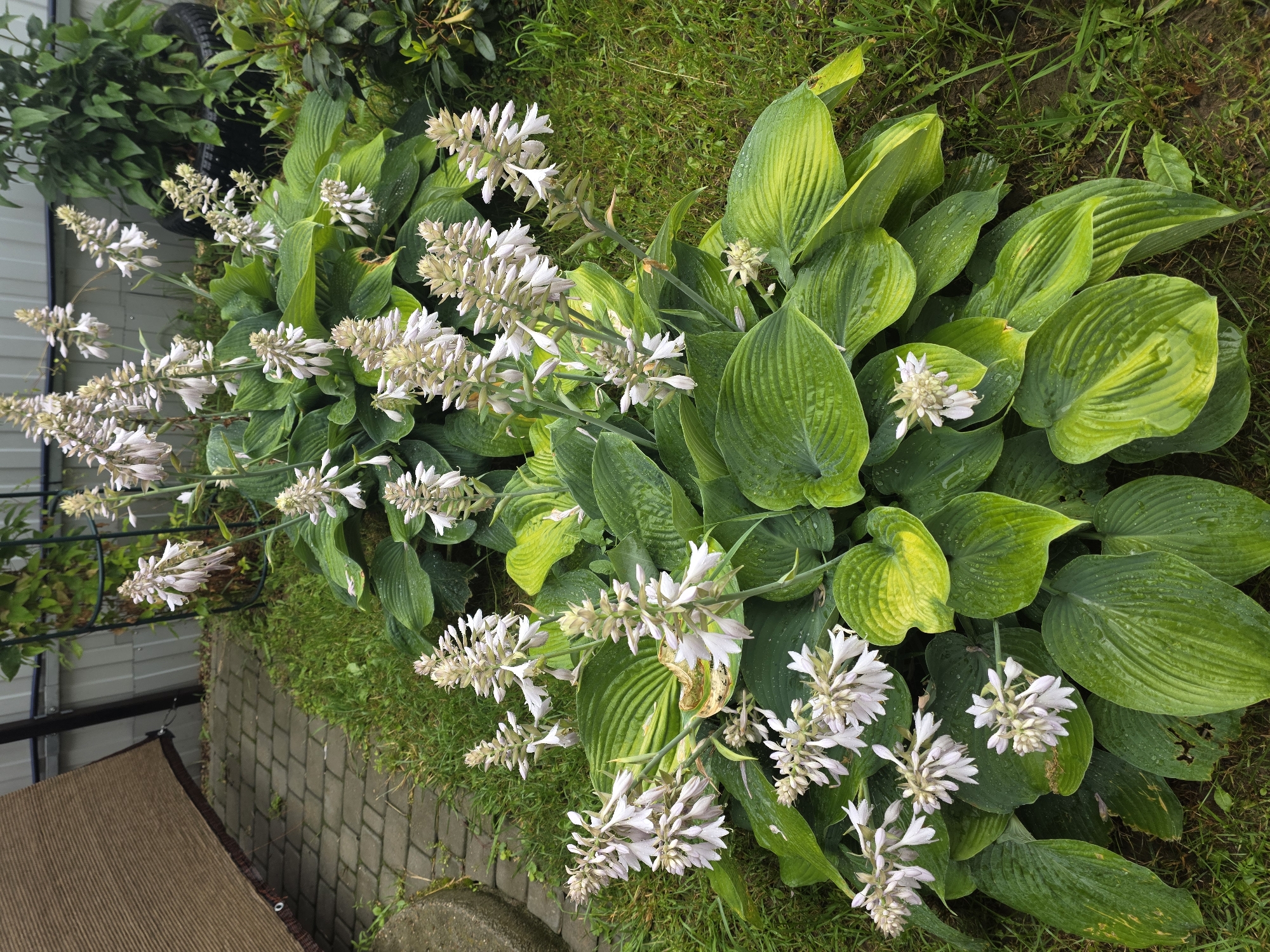 In the city of Provodnik, Russia, a lush Hosta plant with large, green, ribbed leaves is in bloom. Delicate, pale pink and white tubular flowers grow in tall spikes atop the foliage. The leaves appear wet, indicating recent rain or dew. The plant is situated outdoors in a garden setting, with a paved pathway made of grey interlocking stones visible to the left, and green grass covering the ground around it. A brown shaded canopy is partially visible in the upper left corner, and a metal fence runs along the background.