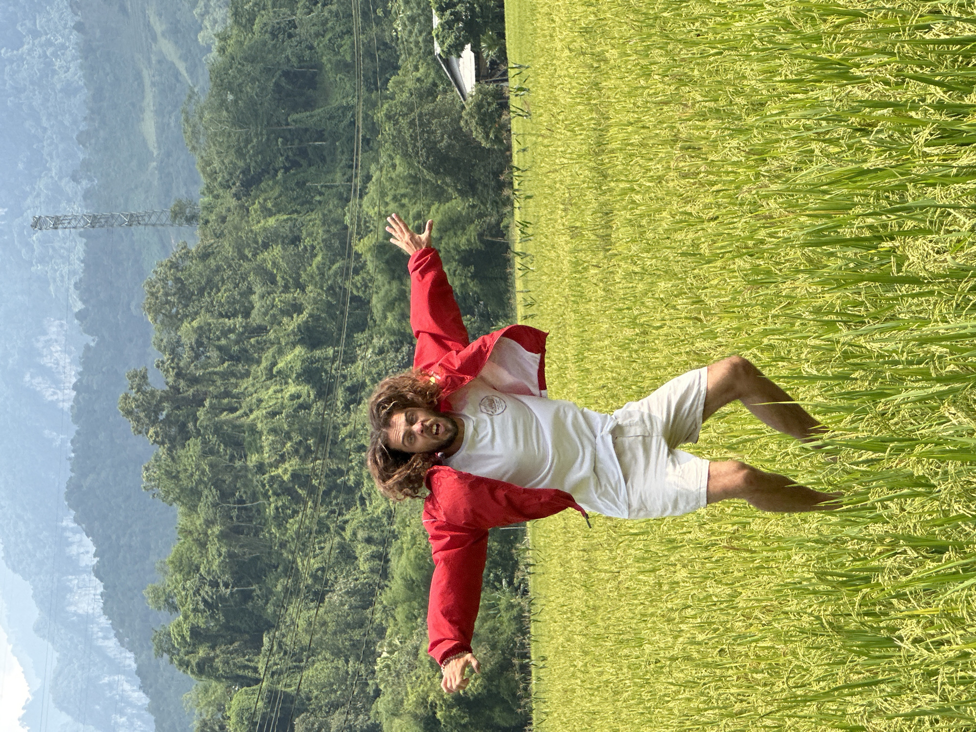 A man with long, curly dark hair and a beard is captured mid-air or in an energetic jumping pose within a vibrant rice paddy field in Ngọc Đường Commune, Vietnam. He is wearing a red jacket over a white t-shirt and white shorts. His arms are outstretched, and his mouth is open in an expression of excitement or joy as he looks towards the camera.
The scene is an idyllic rural landscape. The foreground and midground are dominated by a lush field of maturing rice, displaying rich shades of green and golden yellow. Behind the rice field, a dense line of dark green trees forms a verdant backdrop, leading to majestic, hazy blue-green mountains that stretch into the distance. The sky is clear and bright, indicating a sunny day, likely morning or afternoon.
In the far background, nestled among the mountains and trees, a tall, grey metal lattice tower is visible, possibly a power transmission or telecommunications structure. Faint power lines also cross the upper portion of the scene. A small, light-colored building is partially visible behind the trees on the right. The man's bare feet are slightly visible, touching the rice plants. A circular logo or design is present on his white t-shirt, though any text is illegible. The overall atmosphere of the image is one of exhilaration and enjoyment amidst nature.