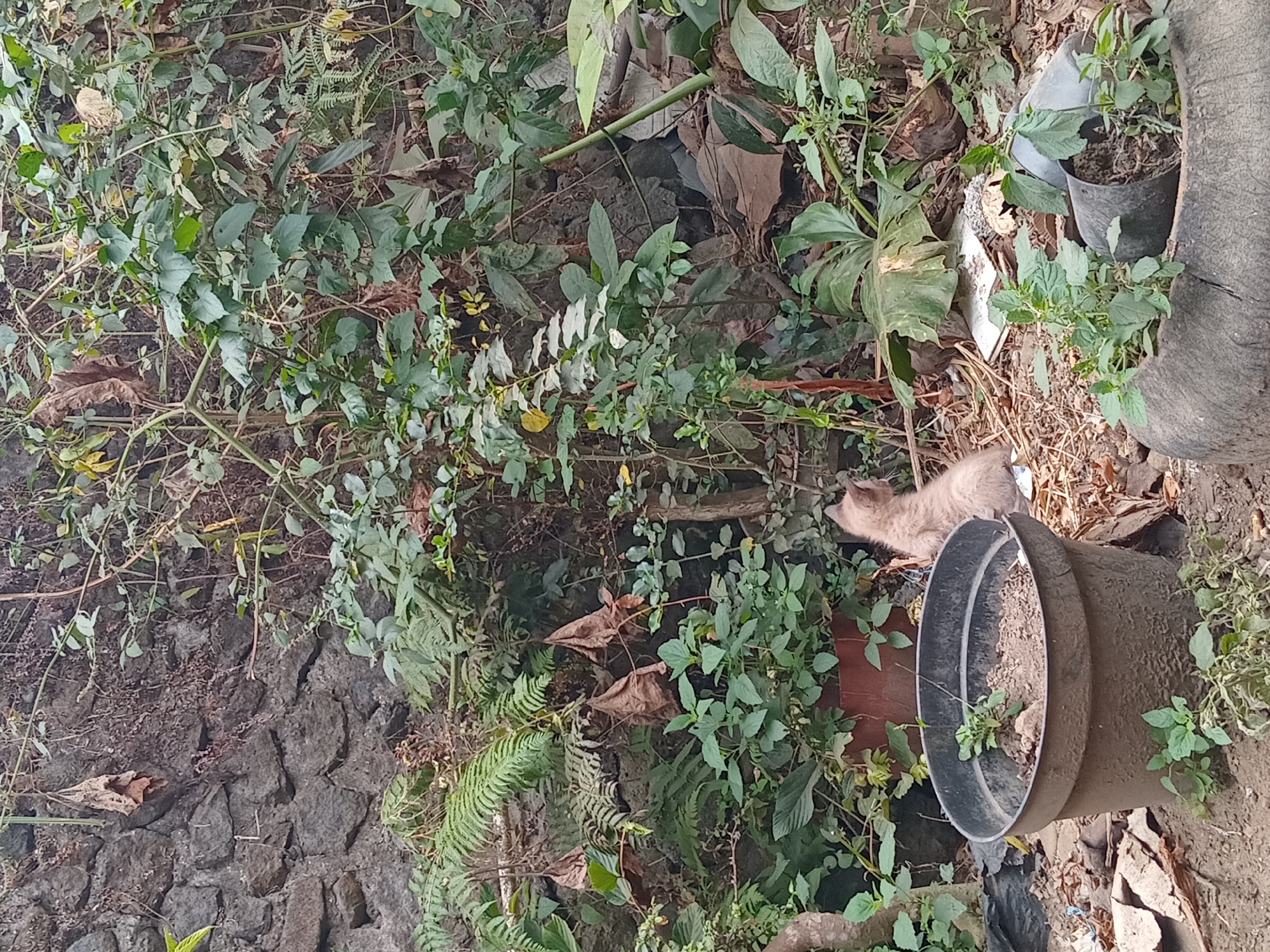 In Claket, Indonesia, a light brown kitten is situated in an outdoor environment, positioned to the right of a large, dark brown planter pot. The kitten is facing away from the viewer and towards a cluster of green foliage. The planter pot, which contains soil and a small green plant, is in the foreground. The background is a dense arrangement of plants and a stone wall. Debris, including dry leaves and broken pieces of what appears to be tile, is scattered on the ground around the planter. Another black pot with some greenery is visible in the lower right corner, nestled within what appears to be a cut tire. The overall scene suggests an overgrown, untended outdoor space.
