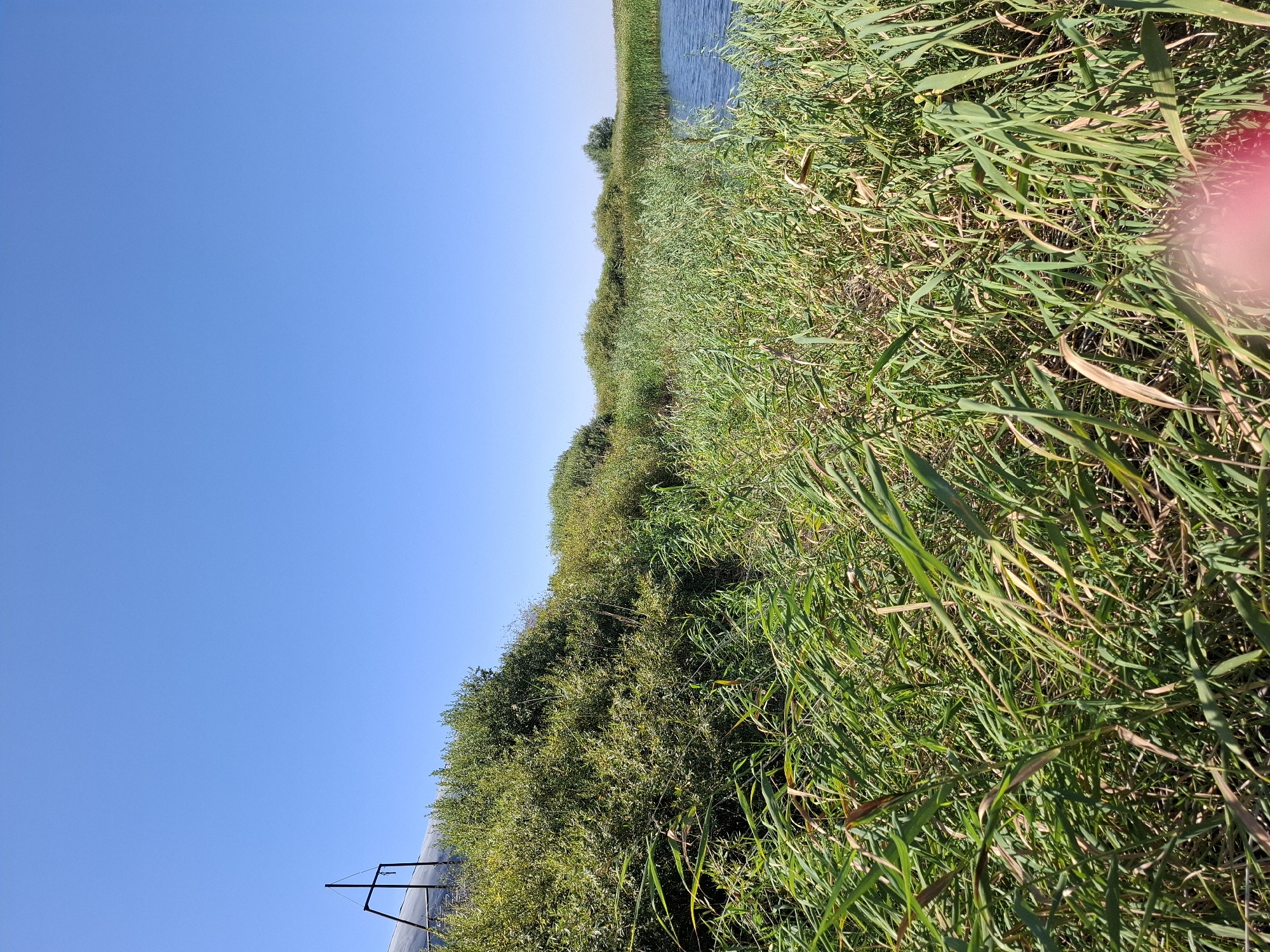 The image shows a bright, clear blue sky above a landscape dominated by lush green vegetation and a body of water. In the foreground, dense, tall reeds and grasses line the bank of a tranquil body of water. The vegetation appears to be a mix of various types of tall grasses and possibly some bushes or small trees, with some of the grass blades showing hints of brown.
To the left of the frame, a steep, overgrown bank is visible, covered in dense green bushes and trees. A peculiar metal structure, resembling a gantry or a frame with a crossbar and a hanging element, rises from this bank against the blue sky. The structure appears to be made of dark metal and is set against a blurred white or light-colored surface behind it, possibly a building or a large structure.
The water, on the right side of the image, is a deep blue and appears calm, reflecting the clear sky. The shoreline is densely packed with the same tall reeds and grasses seen in the foreground, creating a natural border between the land and the water. The overall impression is one of a serene natural environment under a cloudless sky, with the unusual metal structure adding a touch of human intervention to the otherwise natural scene.