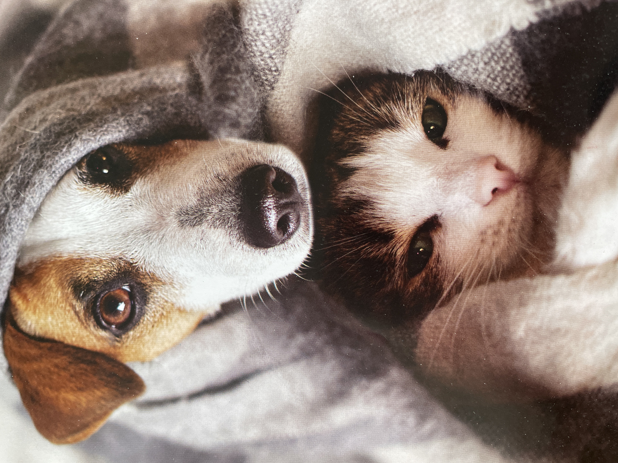An eye-level, close-up shot captures a domestic dog and a cat snuggled together under a thick, grey and white patterned blanket. The image is oriented with the animals' heads facing upwards and slightly to the left from the viewer's perspective.
On the left, the dog, appearing to be a small to medium-sized breed like a Jack Russell Terrier with brown and white fur, rests its head on the blanket. Its left eye, a warm brown, is open and looks directly towards the viewer with a gentle expression. The dog's black nose is prominent in the center of the frame, slightly to the right of its eye. Part of its brown ear is visible, peeking out from under the blanket.
On the right, nestled closely against the dog, is a tabby cat. Its face, mostly white with distinctive brown and black markings, is also partially covered by the blanket. The cat's right eye, a striking green, is open and gazes softly towards the viewer. Its small pink nose and delicate whiskers are visible.
Both animals are positioned so their heads are almost touching, creating an impression of warmth, comfort, and peaceful companionship. The blanket covers much of their bodies, suggesting they are cozy and possibly resting or sleeping. The texture of the blanket is visible, showing a soft, woven fabric. The lighting is soft, highlighting the animals' fur and the details of their faces. There is no visible text or specific location cues beyond the implied indoor setting. The overall mood of the image is one of tranquility and interspecies friendship.