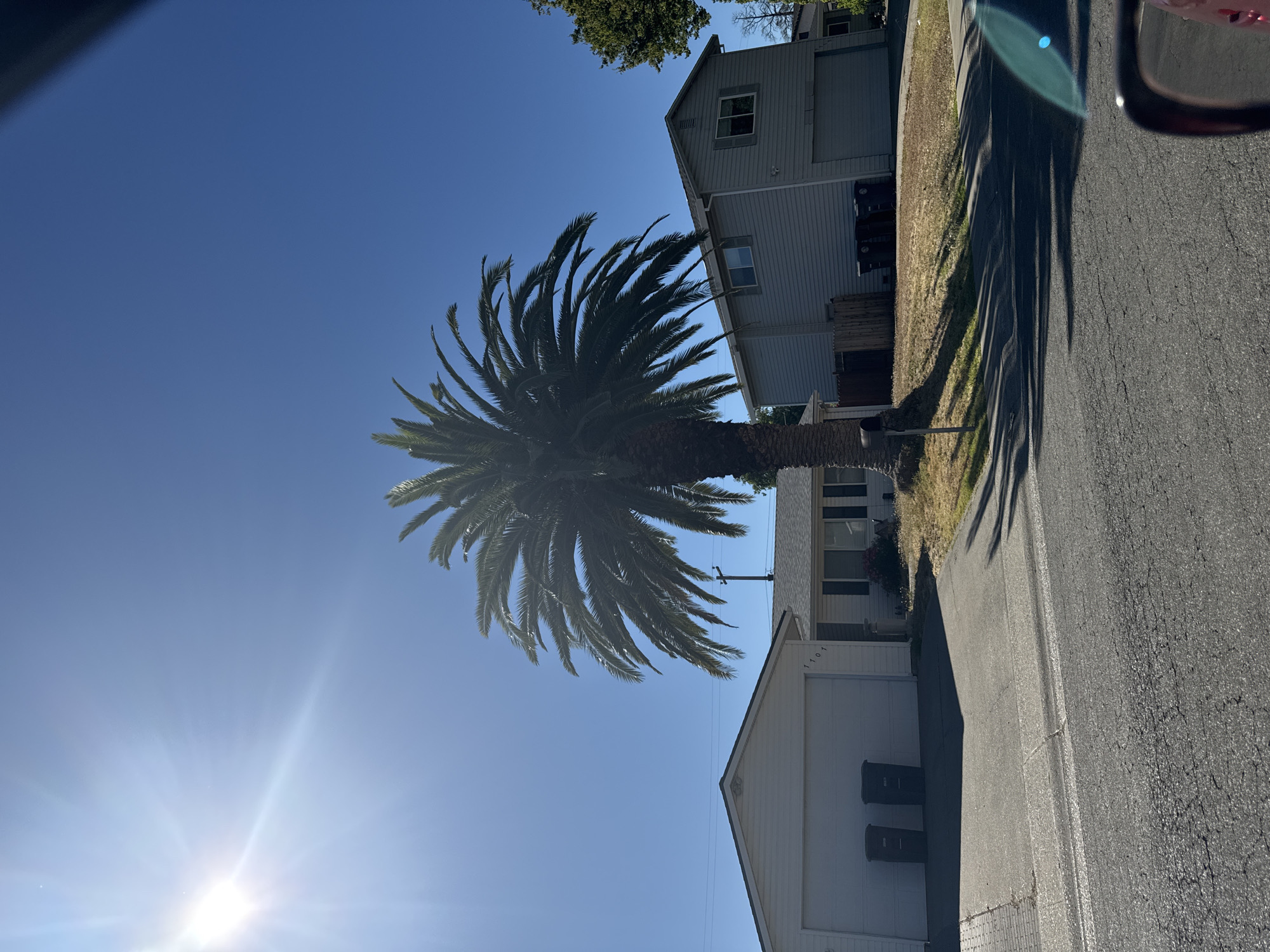 The image depicts a street scene in Citrus Heights, USA, on a clear, sunny day with a bright sun casting long shadows. A large palm tree dominates the center of the frame, its fronds spread wide. To the left is a single-story house with a white garage door. Two dark-colored trash bins are placed in front of the garage. To the right of the palm tree is a two-story house, also with a garage. Several trash bins are visible next to the two-story house's garage. The houses appear to be suburban residences. The sky is a deep blue. The street in the foreground shows some cracking and wear. A portion of a car's side mirror is visible in the bottom right corner of the image.