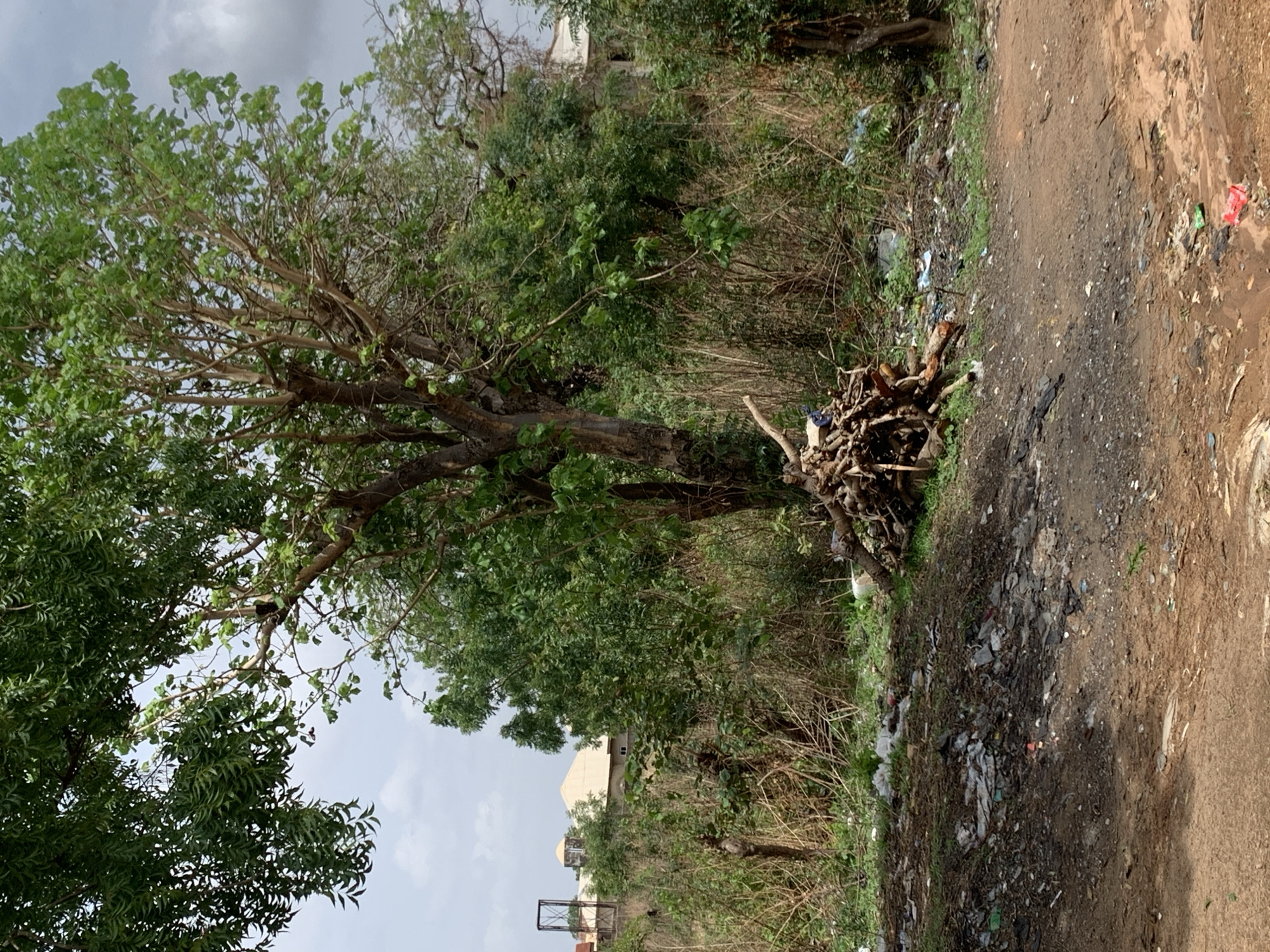 The image depicts a scene in Ilorin, Nigeria. A dirt path runs along the right side of the frame, littered with trash and debris. To the left of the path is an area of dense vegetation, including a large tree with green leaves. A pile of cut wood is visible in the vegetation next to the path. Beyond the trees, a building is partially visible in the background. The sky is overcast. No people are visible in the image.