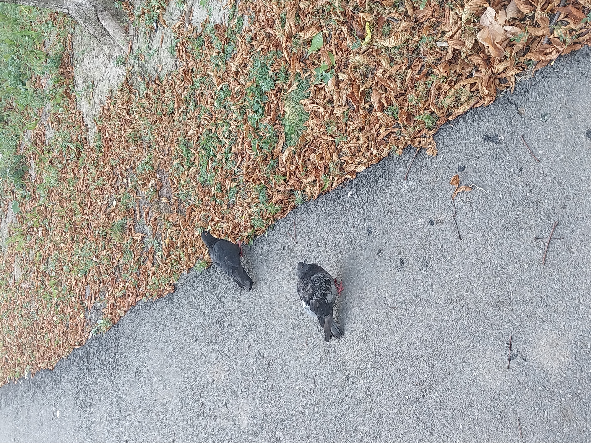 Two pigeons are visible on a paved pathway. One pigeon, predominantly grey with black markings, is positioned in the foreground, facing left with its head tilted. The second pigeon, entirely black with red legs, is further up the path, also facing left. The pathway is bordered by an area covered in fallen brown leaves and patches of green grass. A portion of a tree trunk is visible on the right side of the image. The scene suggests an outdoor urban environment, likely a park or sidewalk in Dnipro, Ukraine, during autumn.