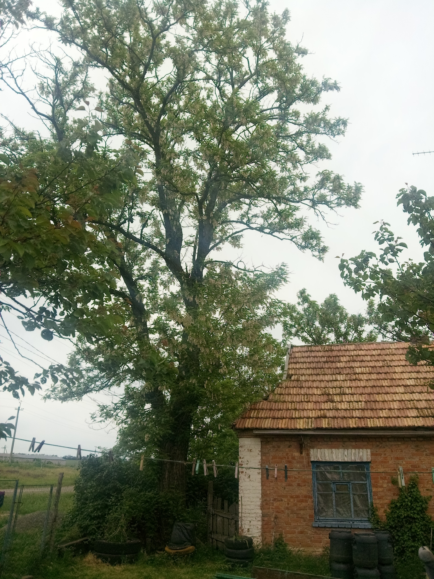 This image depicts a rural or semi-rural outdoor scene in Zelenyi Hai, Ukraine, under an overcast sky.
A large, mature tree with green foliage and numerous pale blossoms dominates the left and central portions of the frame, extending towards the upper edge. Its thick, rough-barked trunk is visible in the lower center. To the right, a small, single-story brick house is partially visible. The house features a reddish-brown tiled roof, exhibiting some discoloration consistent with age. Its exterior walls are constructed from red-brown bricks, with a section of the left corner (from the viewer's perspective) painted white. A single, rectangular window with a weathered blue frame and multiple panes is set into the brick wall.
A clothesline, likely wire or rope, is strung horizontally across the mid-ground. It connects the large tree to the white-painted section of the house. Multiple clothespins of various colors (white, blue, red, brown, and natural wood) are attached to this line, some holding indistinct fabric items.
In the foreground and around the base of the tree and house, green grass and dense bushes are present. Several dark, circular objects, appearing to be stacked old tires, are positioned near the base of the house, both to the left of the window and near the white-painted corner. A rudimentary metal fence or gate is partially visible on the far left, bordering a grassy field that extends into the background. In the distant background, faint outlines of utility poles and possibly other structures are discernible against the hazy, light-gray sky. A thin antenna-like structure is faintly visible against the sky in the upper right. No individuals are present in the scene.