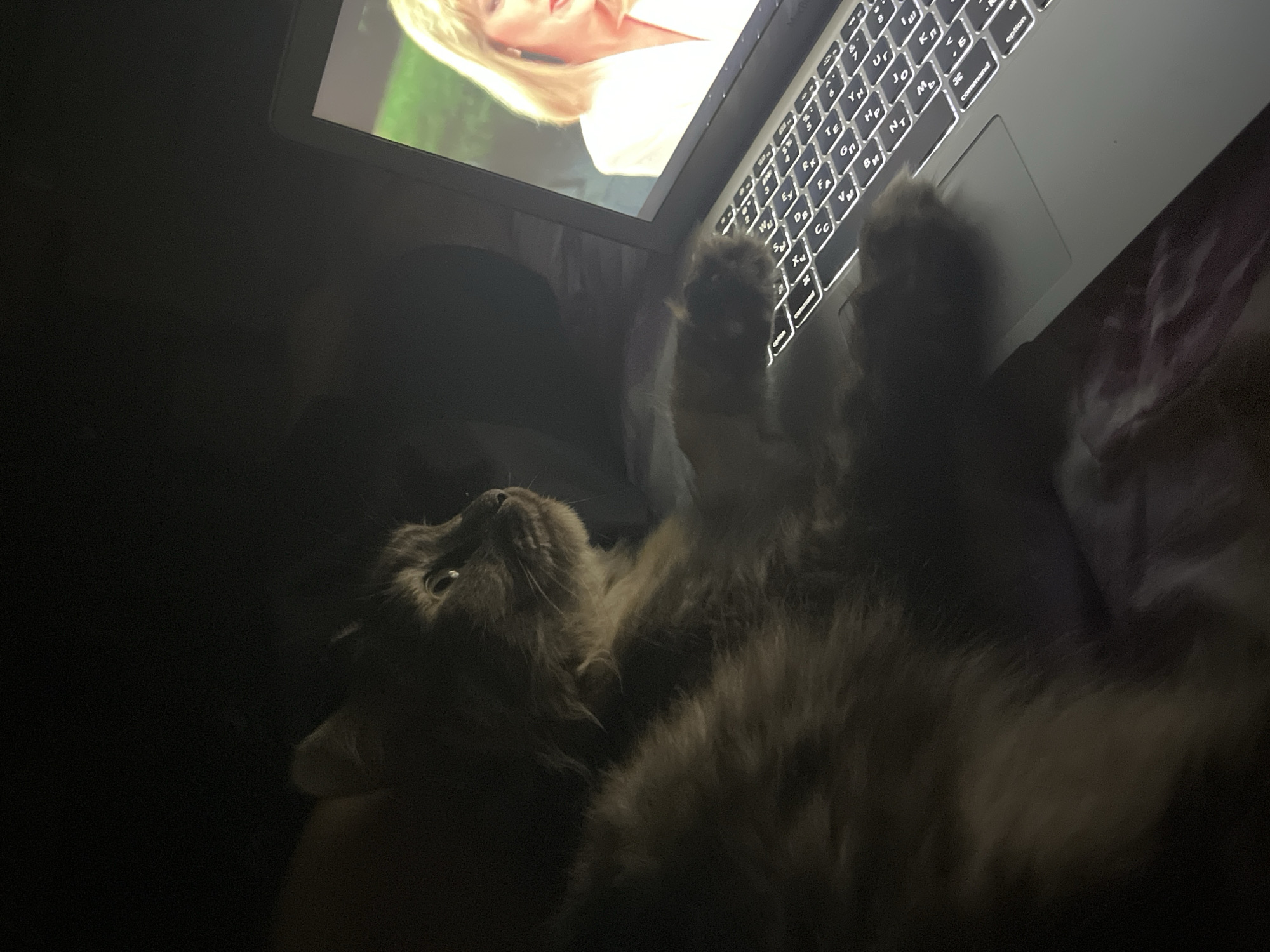 In a dimly lit room, a fluffy gray cat is sprawled across a laptop keyboard, its paw resting on the touchpad. The cat is facing to the right, looking towards the laptop screen. On the screen, a woman with blonde hair and a white jacket is visible. The laptop is placed on what appears to be a bed or couch covered with a patterned fabric. The scene is dark, with the primary light source coming from the illuminated laptop screen and keyboard. The location is not specified within the image.