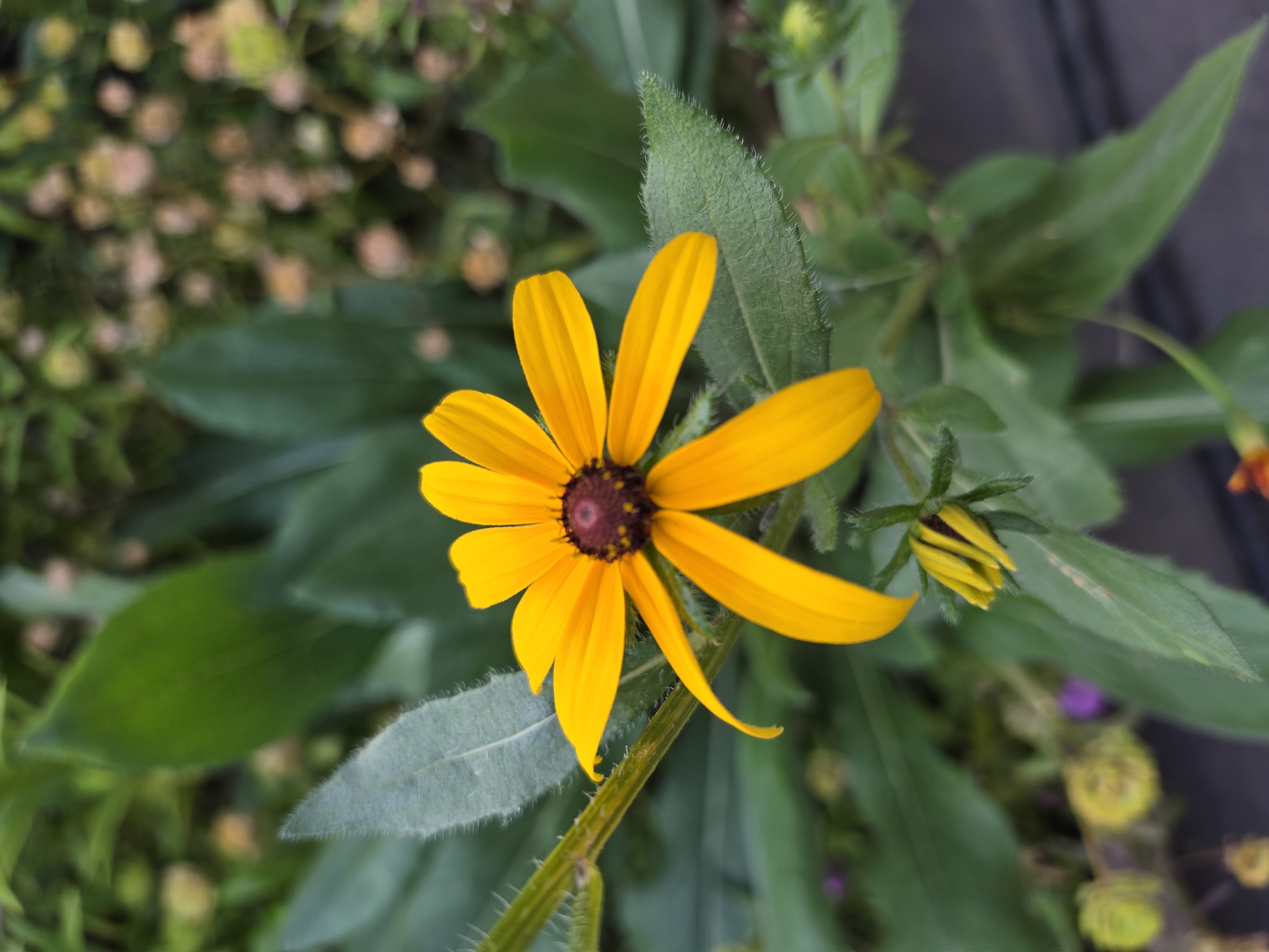A single, bright yellow black-eyed Susan flower is in full bloom, its petals fanned out around a dark brown center. The flower is positioned slightly to the left of the frame, with its stem and leaves forming a lush green backdrop. To the lower right of the main flower, a smaller yellow bud is visible, indicating ongoing growth. The background is softly blurred, featuring more green foliage and hints of other flowering plants, with some small, light-colored seed heads scattered throughout. The scene suggests a garden setting, likely outdoors, possibly in a park or residential area. The overall impression is one of natural beauty and vibrant life. There is no indication of Jitiqara, Kazakhstan.