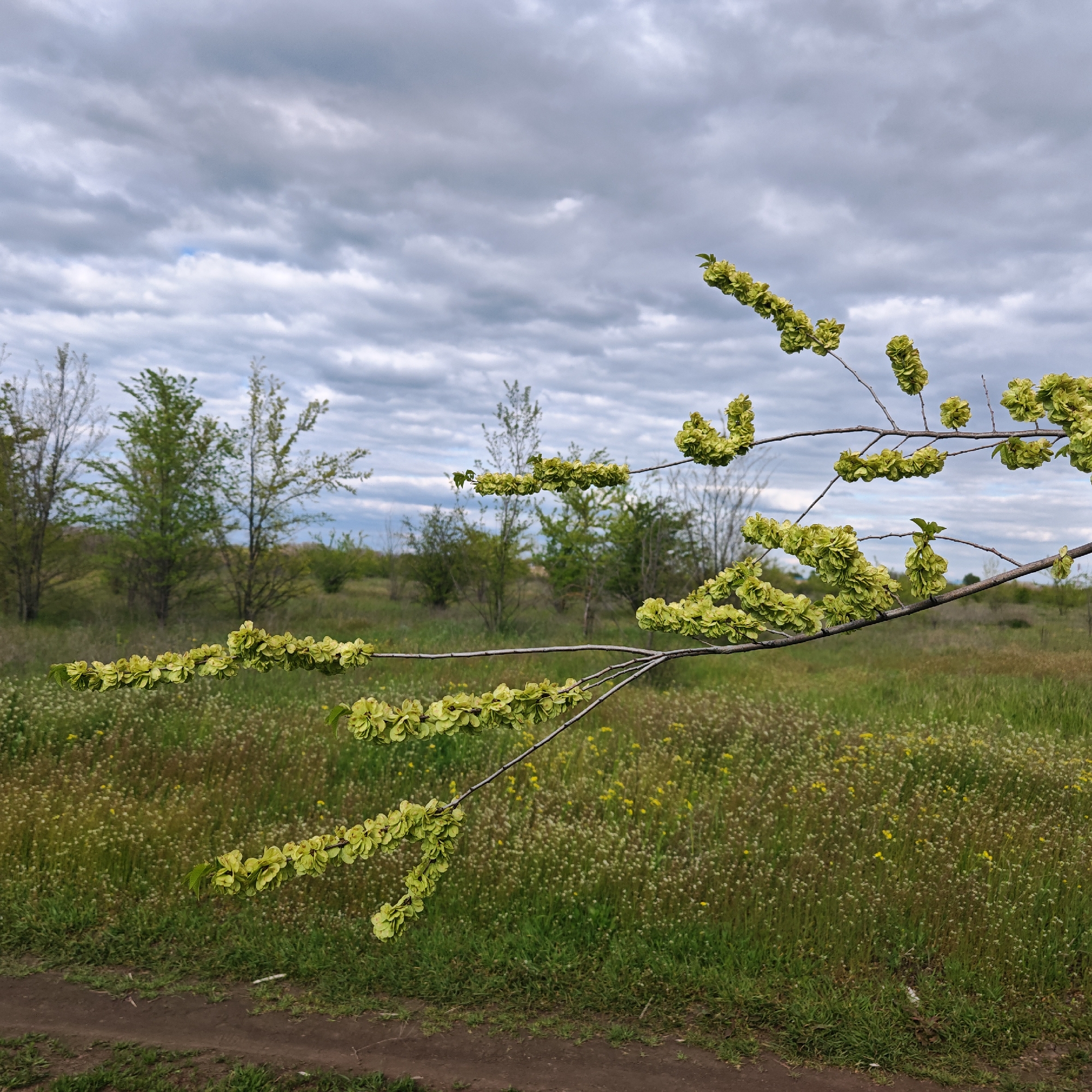 A scenic view in Taganrog City District, Russia, depicts a dirt path lined with green grass and wildflowers leading into a field with scattered young trees under an overcast sky. The foreground features a branch laden with small, light-green seed pods or immature fruits, likely of a tree or shrub. The backdrop consists of a mix of grassland and shrubbery, with some trees displaying fresh spring foliage. The sky is covered with layers of gray clouds, indicative of an overcast day.
