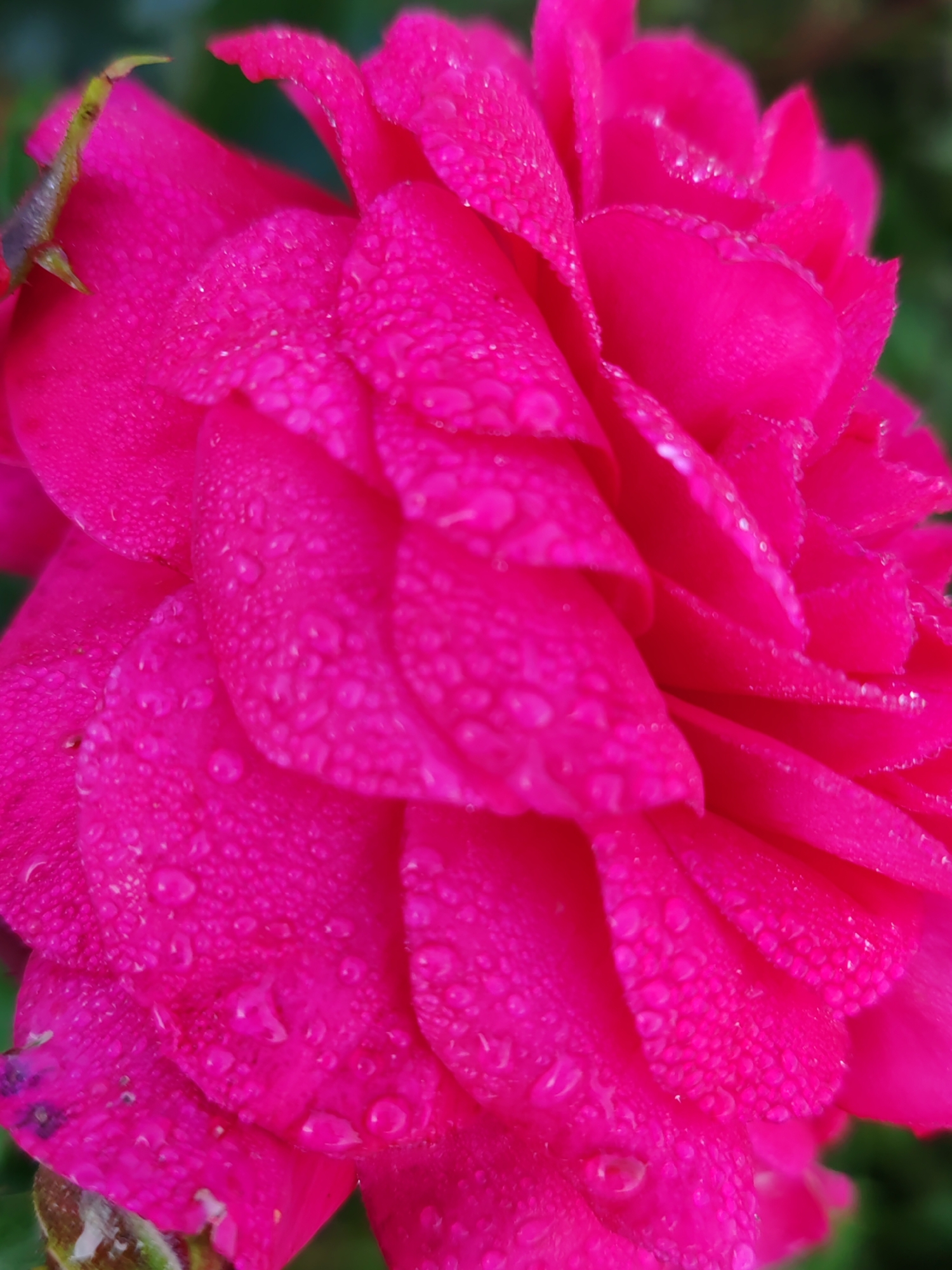 A close-up, vertical, medium-shot photograph captures the intricate details of a vibrant pink rose, likely a garden rose variety, covered in numerous tiny water droplets. The rose petals, densely packed and layered, exhibit a rich, saturated pink hue. The water droplets, scattered across the surface of the petals, create a glistening, dew-kissed effect, with some appearing as perfect spheres and others as elongated streaks. The lighting highlights the texture of the petals, revealing subtle folds and creases. The background is softly blurred, suggesting a natural, outdoor setting with hints of green foliage, which contrasts with the sharp focus on the rose. The overall impression is one of delicate beauty and natural freshness. There is no indication of the city of Чухлэм, Russia, or any human presence in this image; it is a purely botanical study.