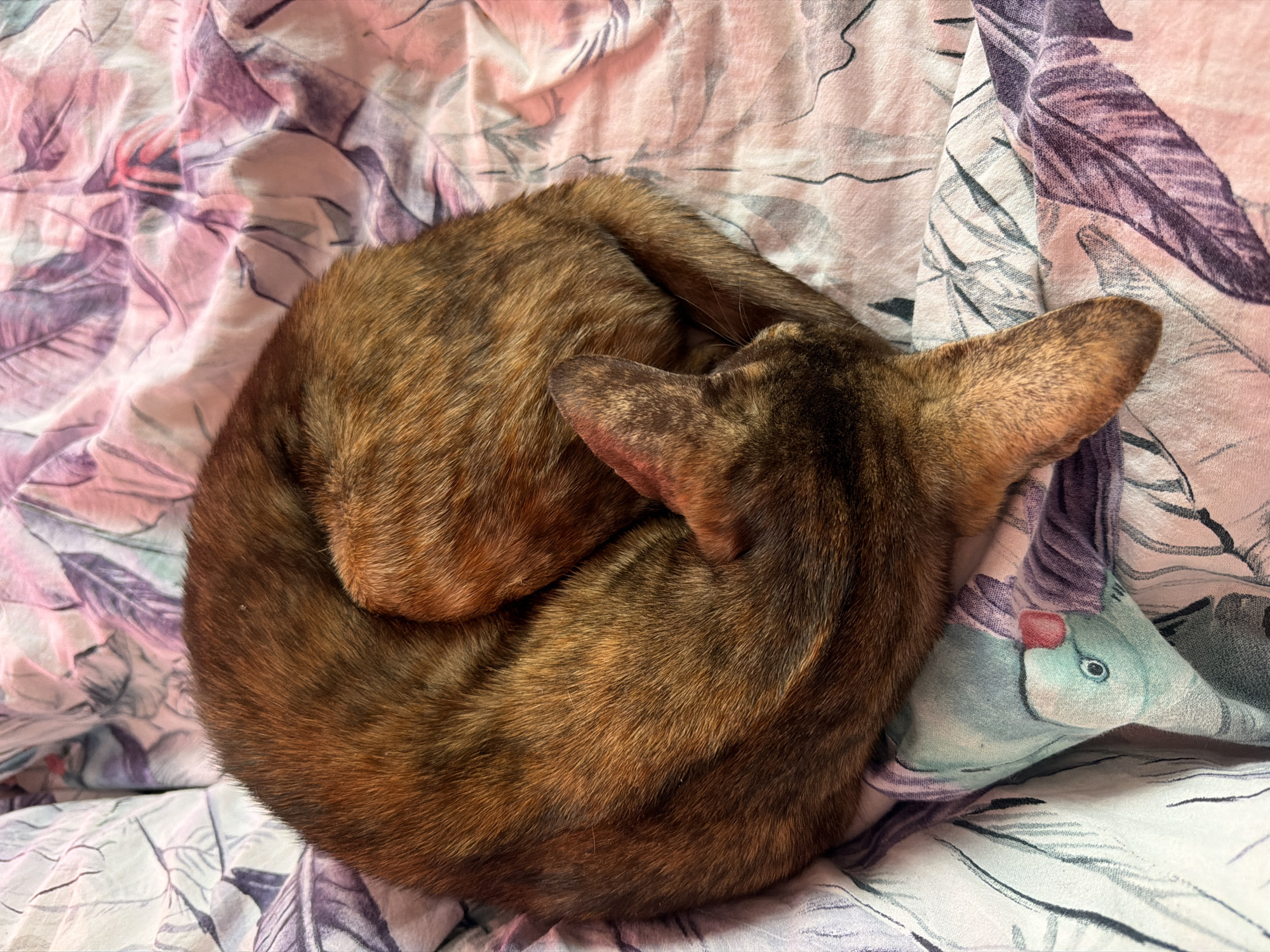 An overhead shot captures a domestic cat curled up tightly on a patterned fabric, likely a bed or blanket. The cat's fur is a short, mottled pattern of brown, black, and ginger hues, characteristic of a tortoiseshell or tabby. Its body forms a compact, circular shape, with its head tucked in and only its upright, pointed ears visible towards the top right of the frame. The tail is also tucked snugly against its body. The cat appears to be sleeping or resting peacefully, conveying a sense of comfort and tranquility.
The fabric beneath the cat is light-colored, predominantly pinkish-white, and features an ornate design of leaves or feathers in shades of purple and grey. A distinctive detail on the fabric near the cat's head shows part of what appears to be a light blue bird, possibly a parrot, with a small red marking on its head. The fabric is slightly creased and wrinkled. There is no visible text in the image. The scene is set indoors, in Chaikovsky, Russia; the time of day and weather are indeterminate.