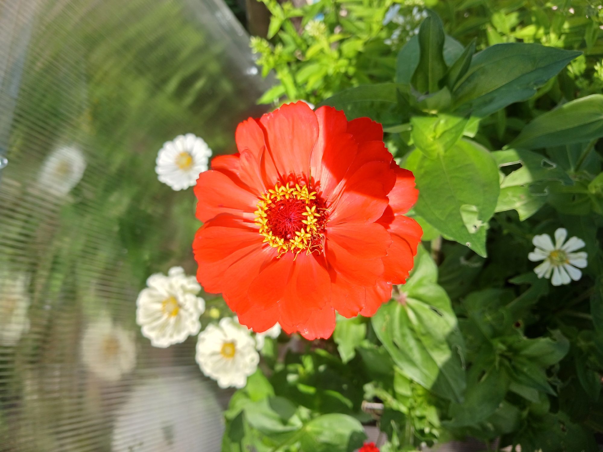 The image depicts a close-up view of a vibrant red zinnia flower in bloom, positioned centrally in the foreground. The zinnia's petals are a rich, fiery red, with bright yellow stamens clustered in its center. Behind the prominent red zinnia, several smaller white zinnias are visible, some in sharper focus than others, scattered amongst lush green foliage. The background is slightly blurred and shows the diffused light filtering through a translucent, ribbed material, possibly the covering of a greenhouse or cold frame. The overall setting appears to be a garden or a protected growing environment, likely outdoors. The image does not contain any people or specific indicators of the city of Vasilyevo, Russia.