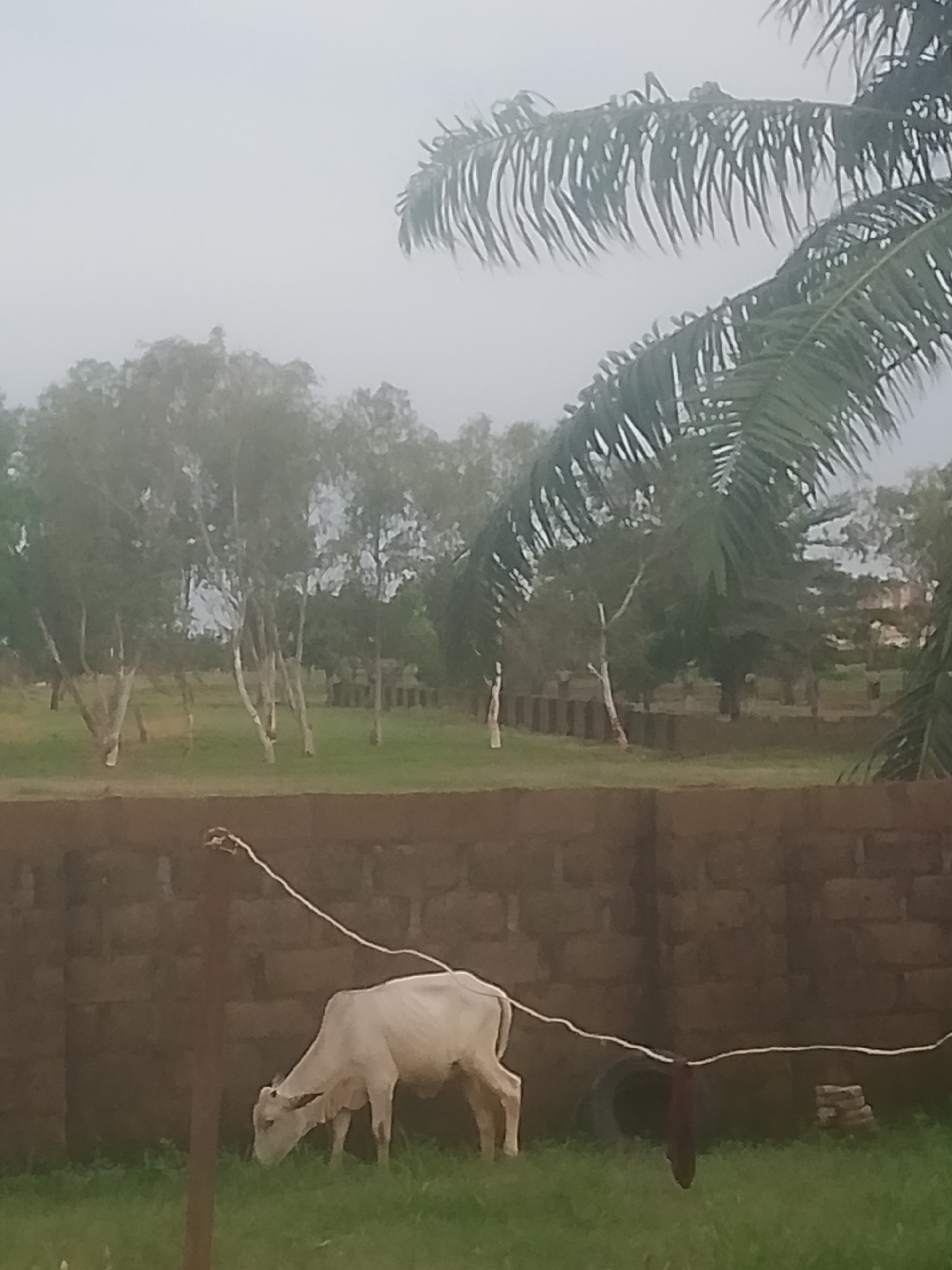A light-colored cow grazes on green grass in front of a dark brick wall. A rope is tied to a wooden post and extends to the cow. In the background, several trees with white trunks stand in a grassy field under a hazy sky. Palm fronds hang from the top of the image. The scene is likely located in Jauro Yinu, Nigeria.