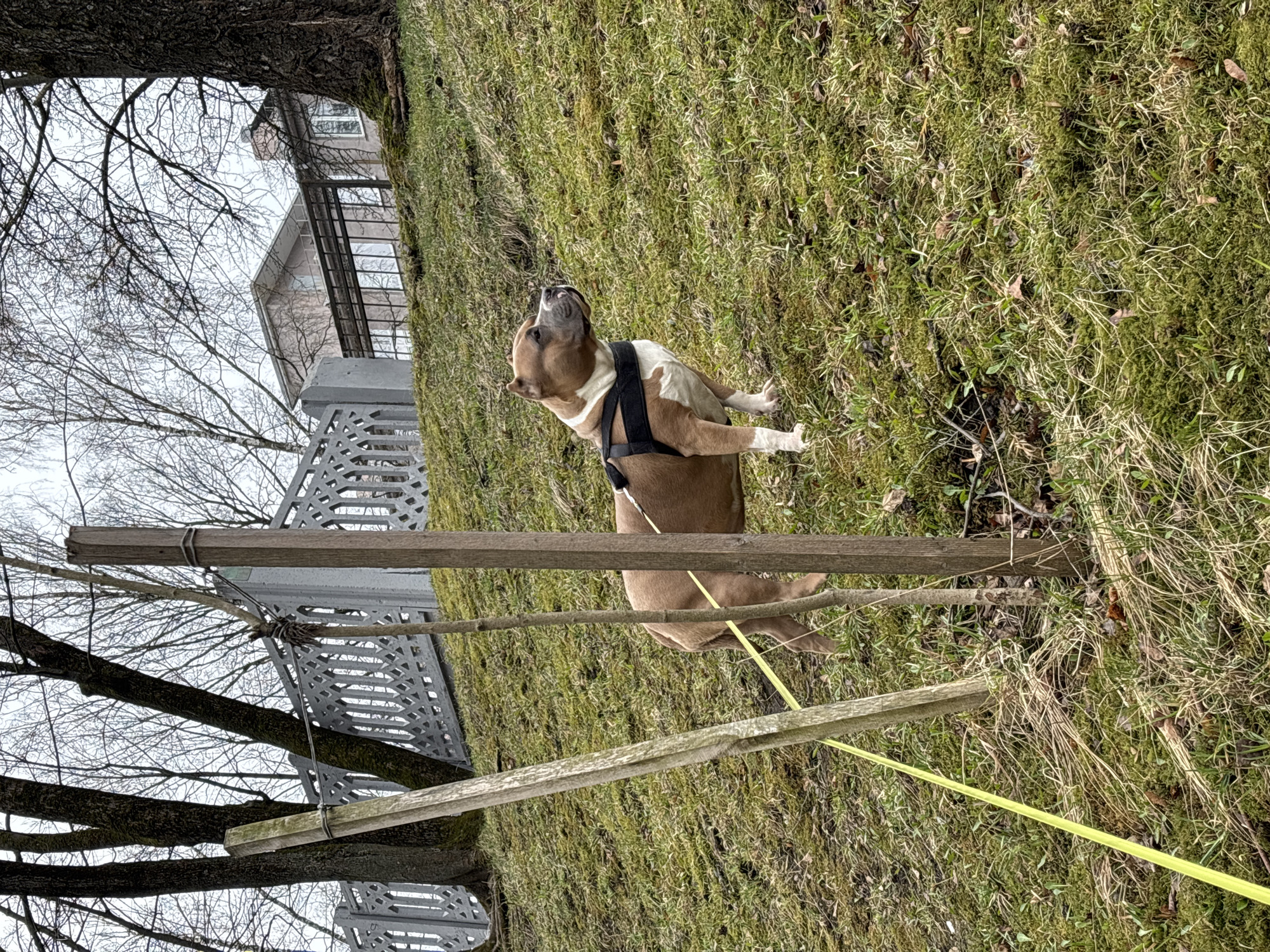 A medium-sized brown and white dog wearing a black harness is standing on grassy ground, looking upward. A yellow leash is attached to the harness and extends toward the lower right corner of the image. The ground appears to be a mix of grass and moss. In the background, to the left, are bare tree branches, a building with a metal balcony, and a wooden structure with ropes. The location is likely in a park or green space in Minsk, Belarus.