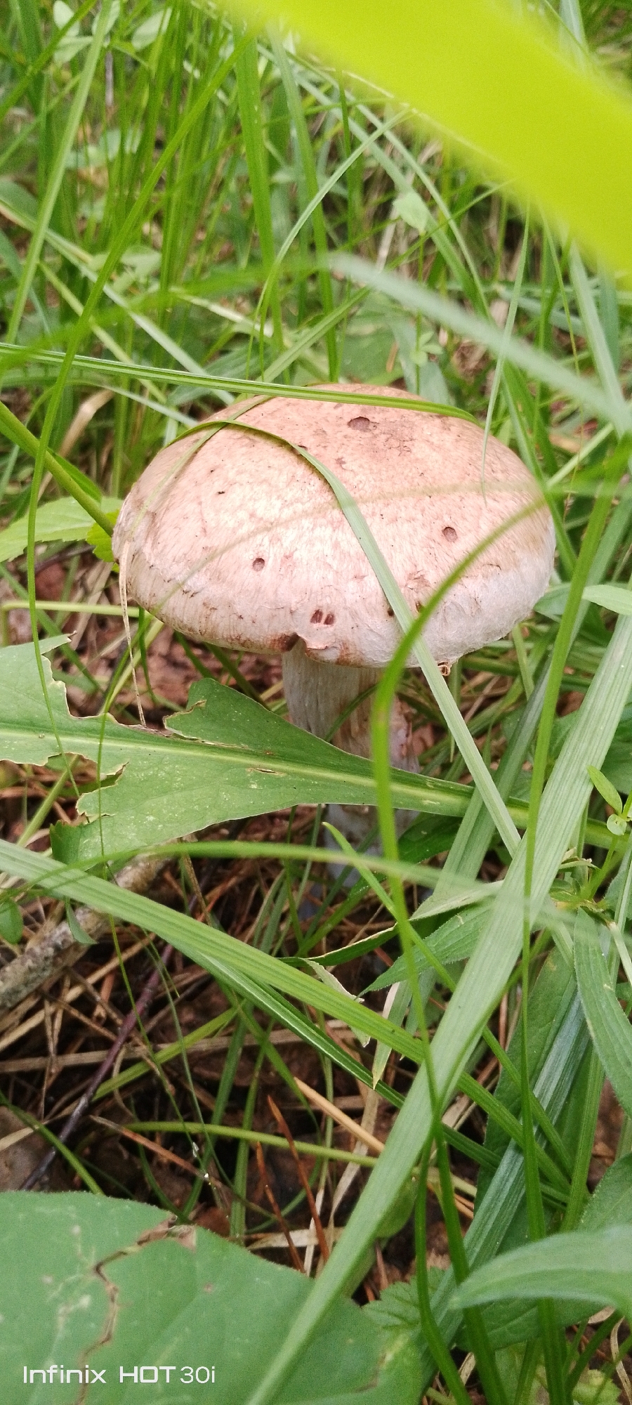 A single, light brown mushroom with a textured cap is partially obscured by tall green grass and leaves. The mushroom's cap is rounded and appears to have some darker speckles and small holes. Its stem is visible underneath the cap and is a lighter shade of gray or beige. The surrounding environment is dense with various blades of green grass, some of which are out of focus, creating a natural, overgrown setting. The ground beneath the vegetation is dark and appears to be covered in organic debris like twigs and fallen leaves. The image is an outdoor shot, likely taken at ground level, with natural lighting. The location is specified as Kedrovy, Russia, implying a temperate or boreal forest environment.