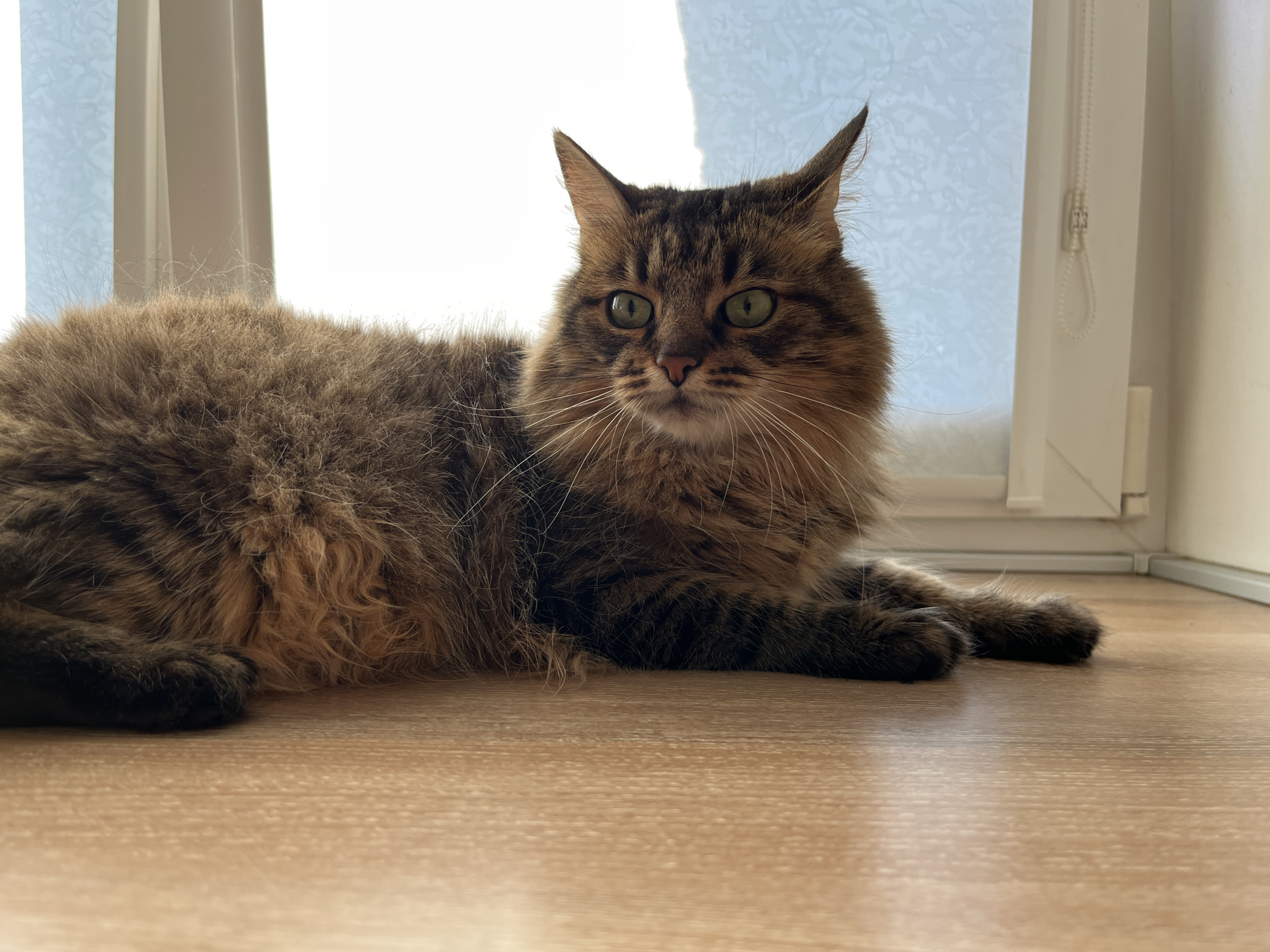 A long-haired tabby cat with green eyes is lying on a wooden floor in front of a window with light blue blinds. The cat is facing the camera, and its body is mostly in the frame. The background is a window with a view of the sky, and a white window frame. The cat's fur is a mix of brown, black, and orange. The cat's paws are visible, and one paw is extended forward. The wooden floor is a light brown color. There is no visible indication of the city of Babruysk, Belarus.