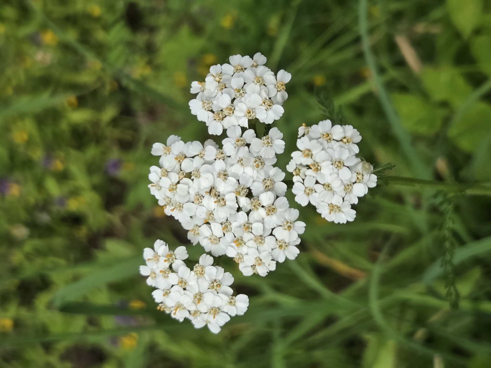 A close-up, eye-level shot captures a cluster of delicate white yarrow flowers with yellow centers, set against a blurred background of green grass and scattered yellow and purple wildflowers. The yarrow bloom is the central focus, with several smaller flower heads branching off the main stem, creating a delicate, frothy appearance. The lighting is soft, suggesting it's either early morning or late afternoon. The setting appears to be a natural outdoor environment, possibly a meadow or field. There are no people, animals, or man-made objects visible in the frame. This image was taken in Frolovo, Russia.