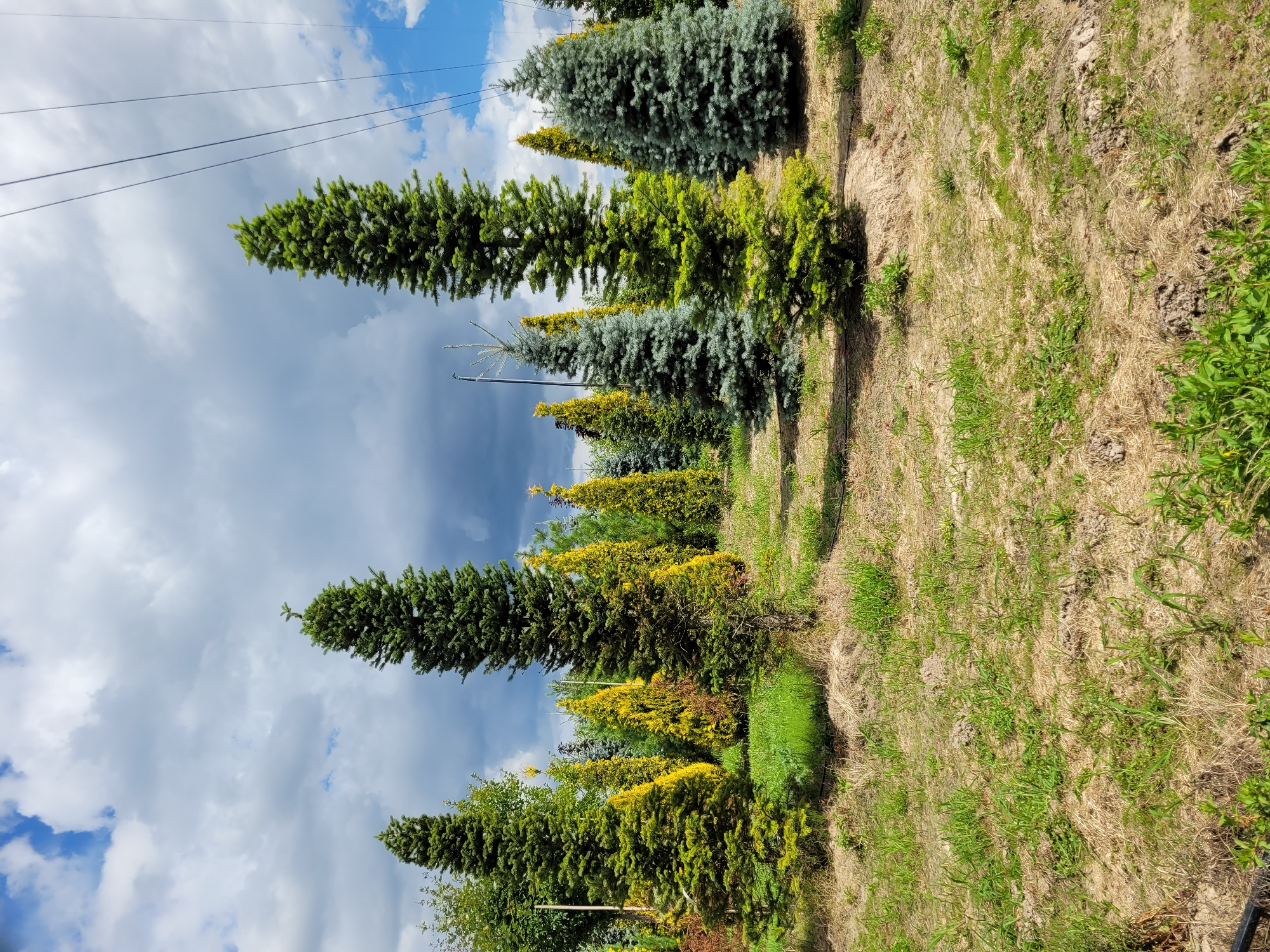 In a sunlit outdoor lot, a variety of evergreen trees stand arranged in rows. The ground is covered in a mix of dry grass, sparse green growth, and some dirt mounds. In the background, a cloudy sky with patches of blue is visible, along with several power lines running diagonally across the frame from the upper right. The trees themselves vary in height, shape, and color, with some being tall and slender, others more rounded, and their foliage ranging from deep green to a lighter, almost yellow-green hue.