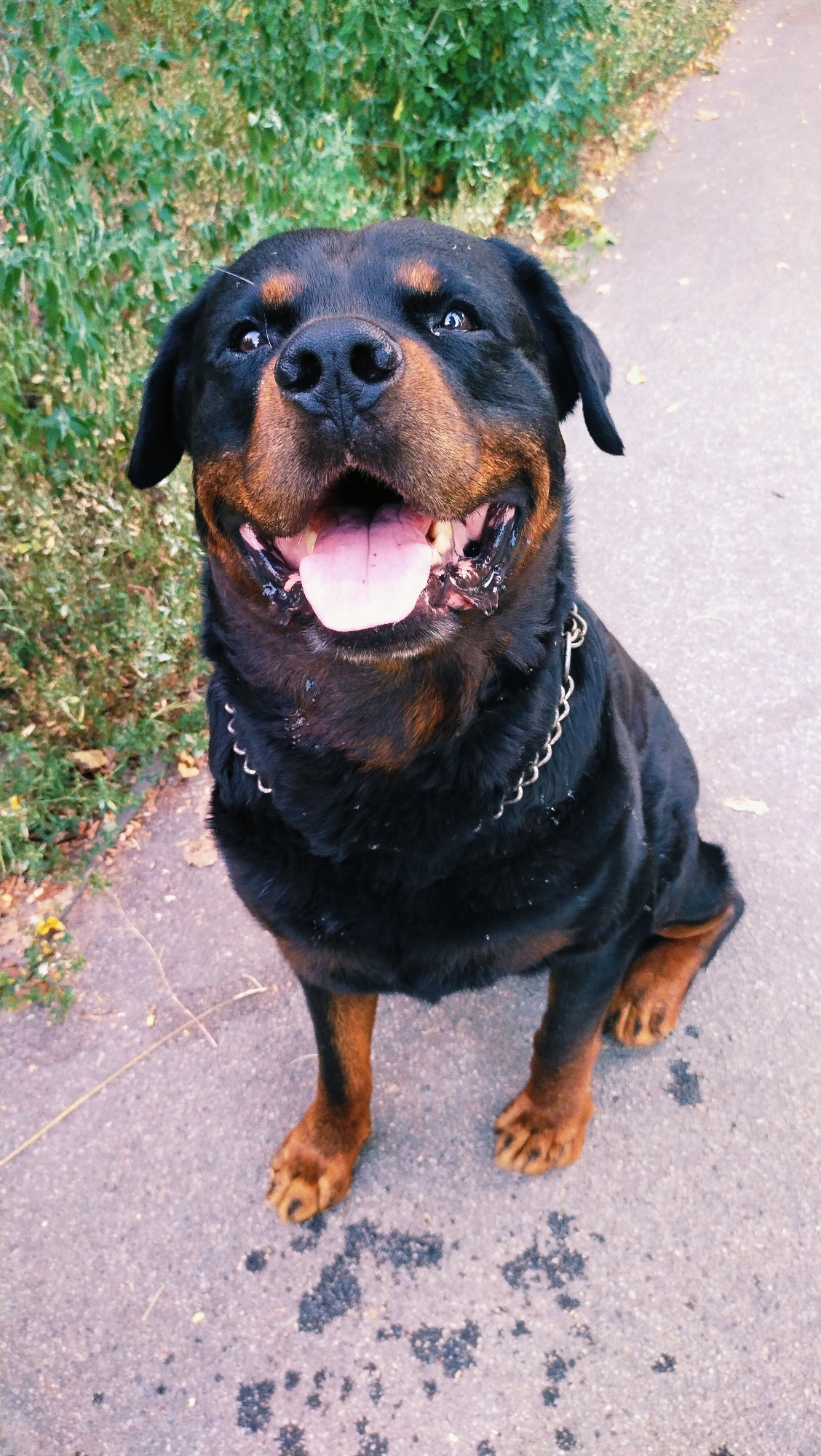 An adult Rottweiler, wearing a silver chain collar, sits on an asphalt path in Horishni Plavni, Ukraine. The dog is facing forward with its mouth open and tongue out, appearing happy. Lush green foliage borders the left side of the path, with dry leaves scattered on the ground. The path is speckled with dark spots, possibly water or debris. The sun is shining, casting a natural light on the scene.