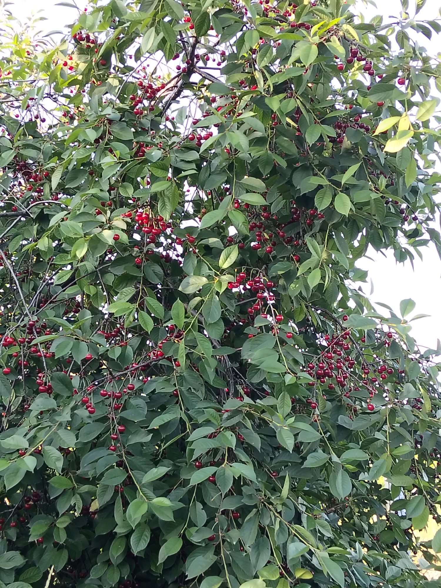 This is a close-up, low-angle, vertical shot of a cherry tree heavy with ripe, dark red cherries. The cherries are clustered on branches among abundant green leaves. The branches are dark and slender, with some bare sections and some densely packed with foliage and fruit. The lighting suggests it is daytime, possibly late afternoon, with some dappled sunlight filtering through the leaves. The background is a bright, out-of-focus sky. The scene appears to be outdoors in a natural setting.