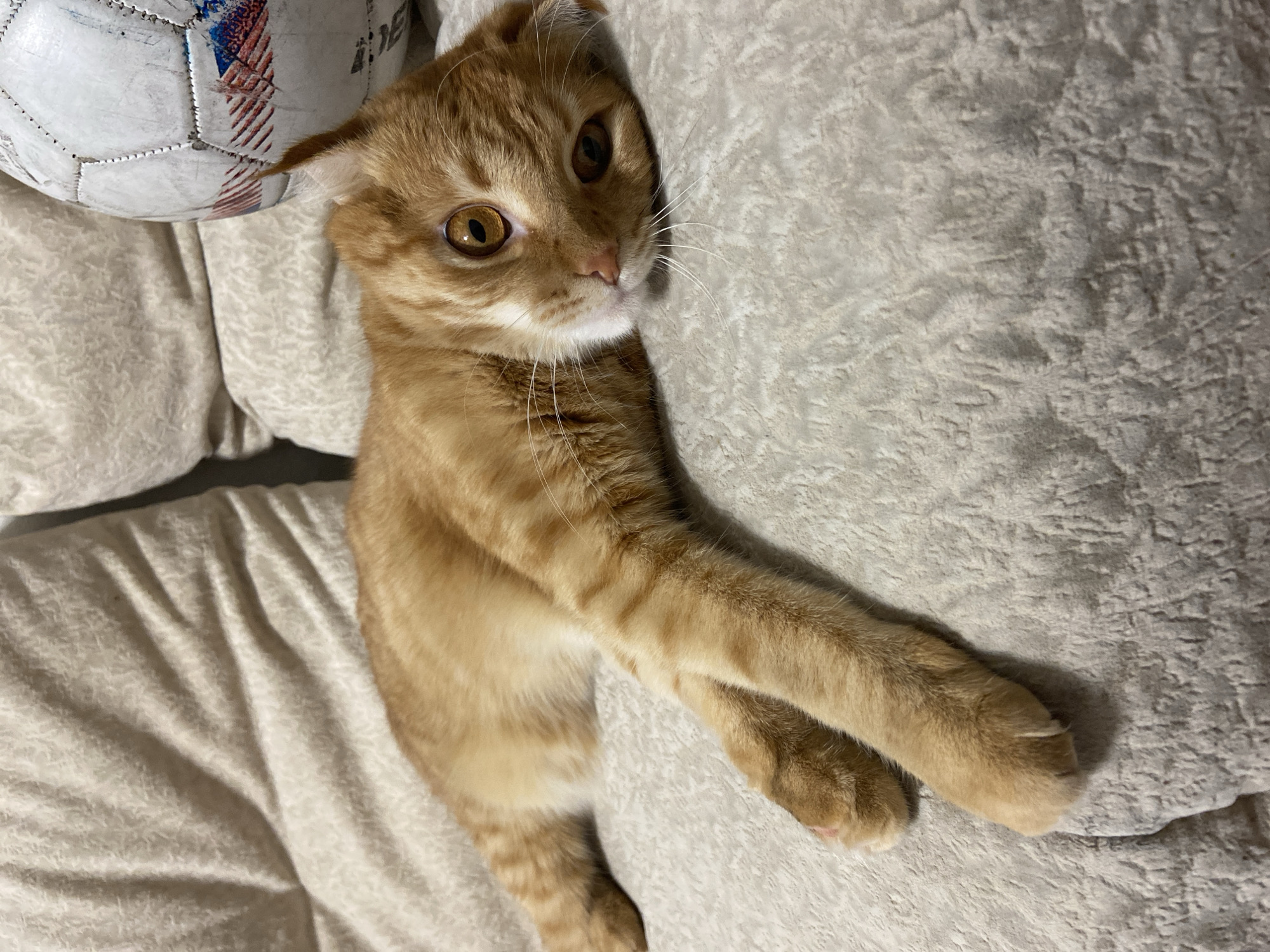 An orange tabby cat with folded ears and large, amber eyes is lying on a textured, light-colored sofa. The cat is positioned diagonally across the frame, with its head resting on the sofa and its front paws extended forward. To the right of the cat, a worn soccer ball with red and blue markings is visible. The background consists of the sofa cushions, also in a light, neutral tone. The scene appears to be indoors, likely in a residential setting. No specific location in Balashikha, Russia can be determined from the image.