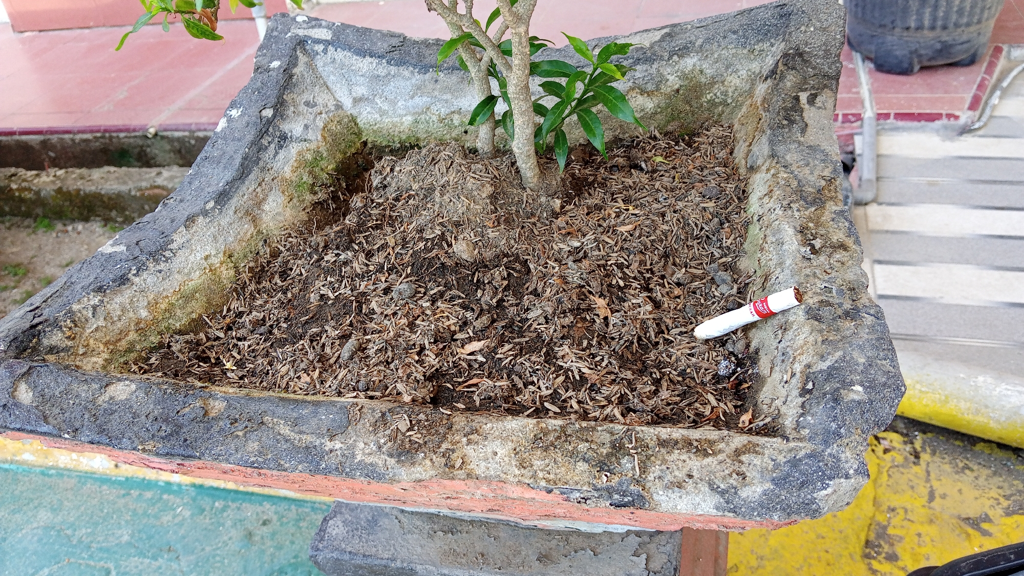 A white cigarette with a red filter is lying on the edge of a cracked concrete planter in Bireuen, Indonesia. The planter contains soil and dried leaves, with the base of a small plant visible in the center. The planter is weathered and shows signs of age, with moss and discoloration on its surfaces. In the background, there are steps and a yellow painted area.
