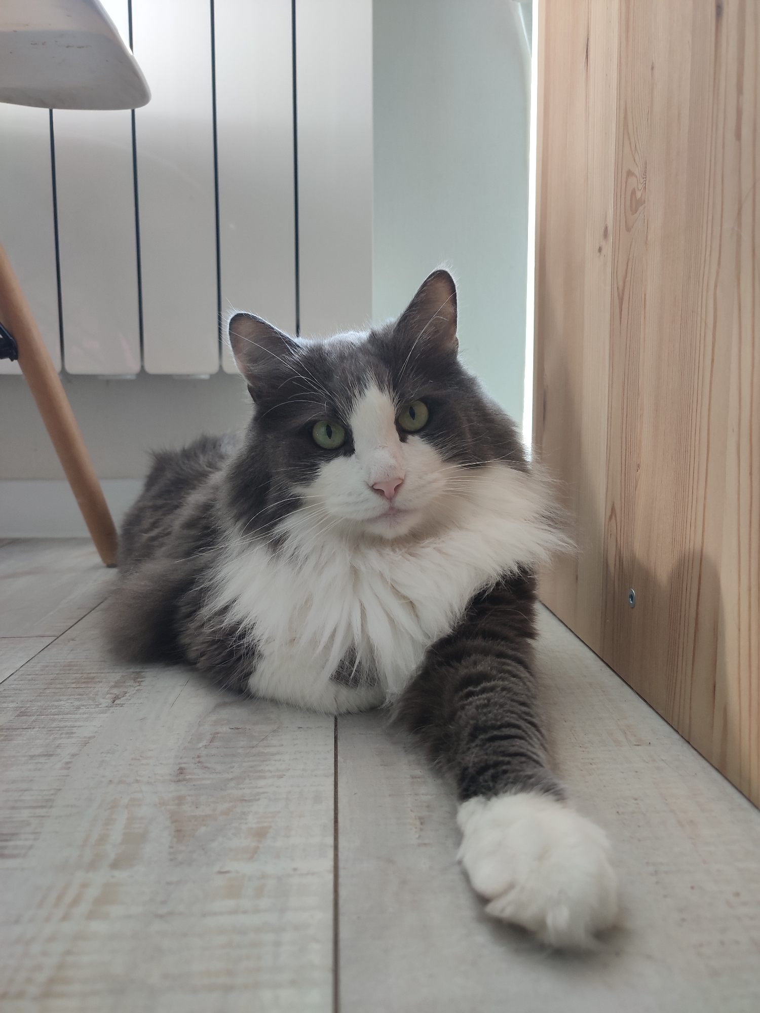 A medium-shot, eye-level photograph shows a long-haired, grey and white cat lying on a light-colored wooden floor. The cat is facing the camera, with its head slightly tilted to the left. Its body is mostly visible, with its front right paw extended forward. The cat has green eyes, a pink nose, and white fur on its chest and around its face. Behind the cat, to the left, is a white radiator with vertical slats, and to the right, a wooden paneling. The lighting appears to be natural, coming from the right, casting a subtle shadow on the wooden paneling. The scene is indoors, likely in a residential setting. There is no indication of the specific location within the city of Saratov, Russia.