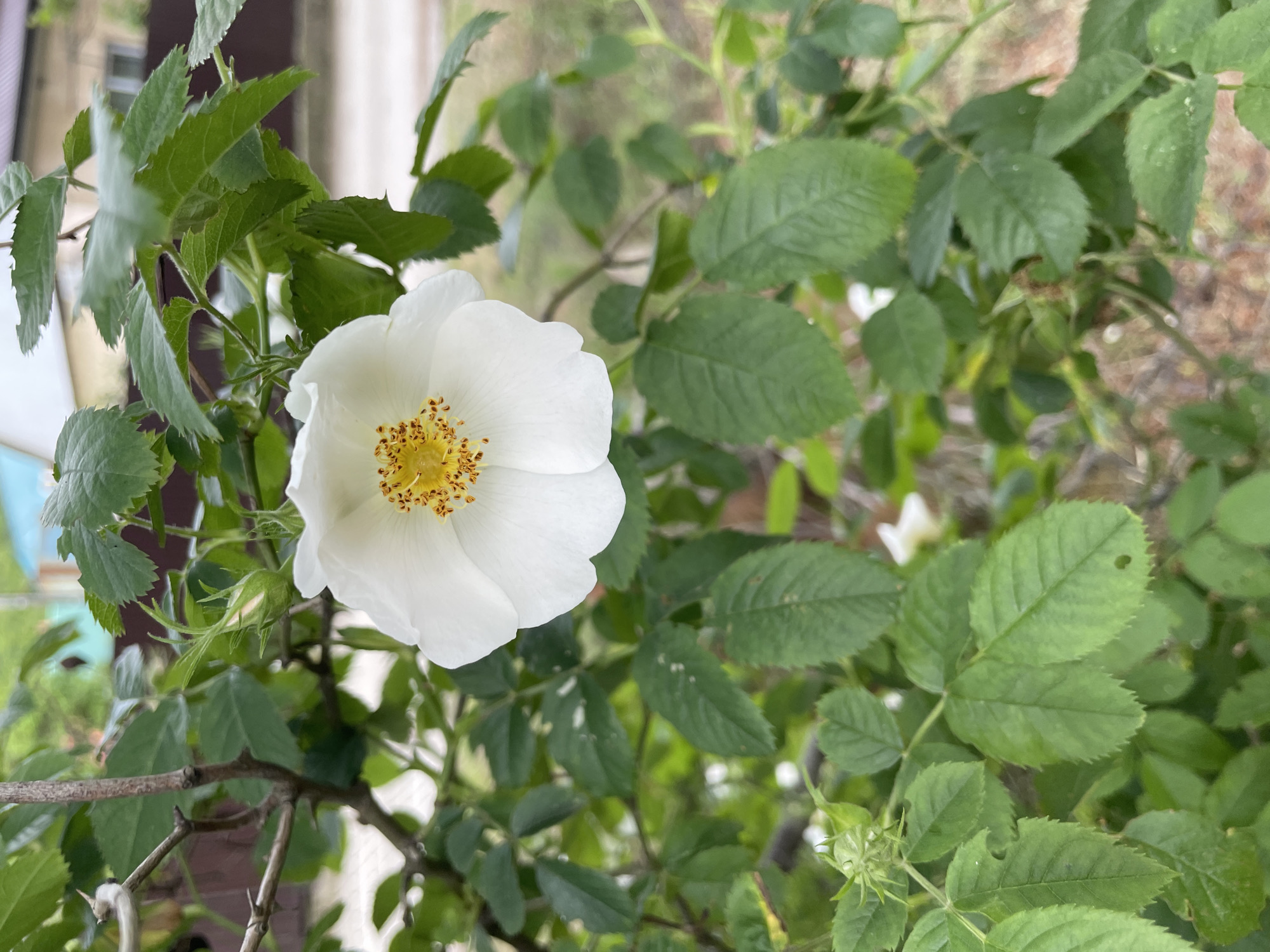 The image shows a white rose in full bloom, surrounded by green leaves and thorny branches. The flower has a yellow center. The background is blurred, but it appears to be an outdoor setting with other plants and trees. Given the request that the location be in Olginka, Russia, and the prevalence of roses in gardens and public spaces, it is conceivable that the image was taken in a garden or park in Olginka, Russia. No people or specific actions are apparent in the image.