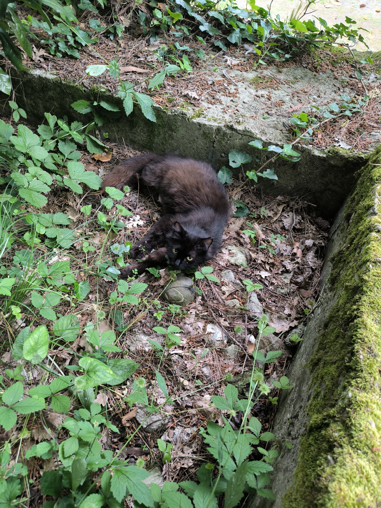 A long-haired black cat with yellow eyes lies on the ground amidst fallen leaves, pine needles, and green foliage. The cat is positioned in the lower center of the frame, with its body stretched out. Its tail is to the upper right. Beside the cat, in the lower center, is a small, round, grey object that appears to be a ball. The environment suggests an outdoor setting with a concrete structure covered in moss visible on the right side of the image. The ground is uneven and covered with natural debris.