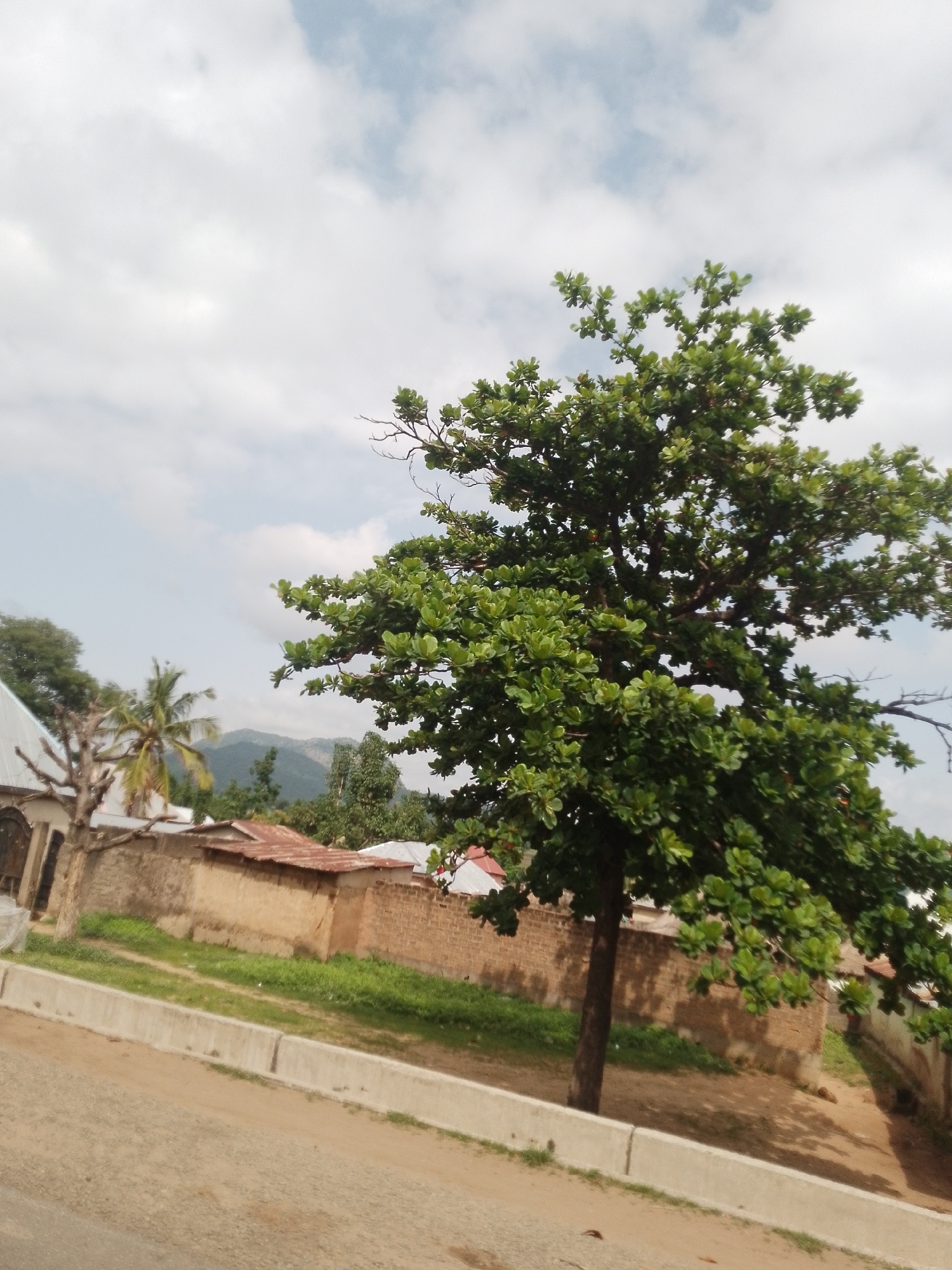 The image depicts a scene in Serti, Nigeria, under a partly cloudy sky. In the foreground, a dirt road runs diagonally across the frame, bordered by a concrete barrier. Behind the barrier, a strip of green grass separates the road from a residential area. Several structures are visible, including houses with corrugated metal roofs and walls made of brick and mud. A large, leafy tree dominates the right side of the image, its branches extending towards the sky. To the left, a palm tree stands near a building with a white, sloped roof. In the background, distant hills or mountains can be seen. The overall impression is of a rural or semi-rural setting.
