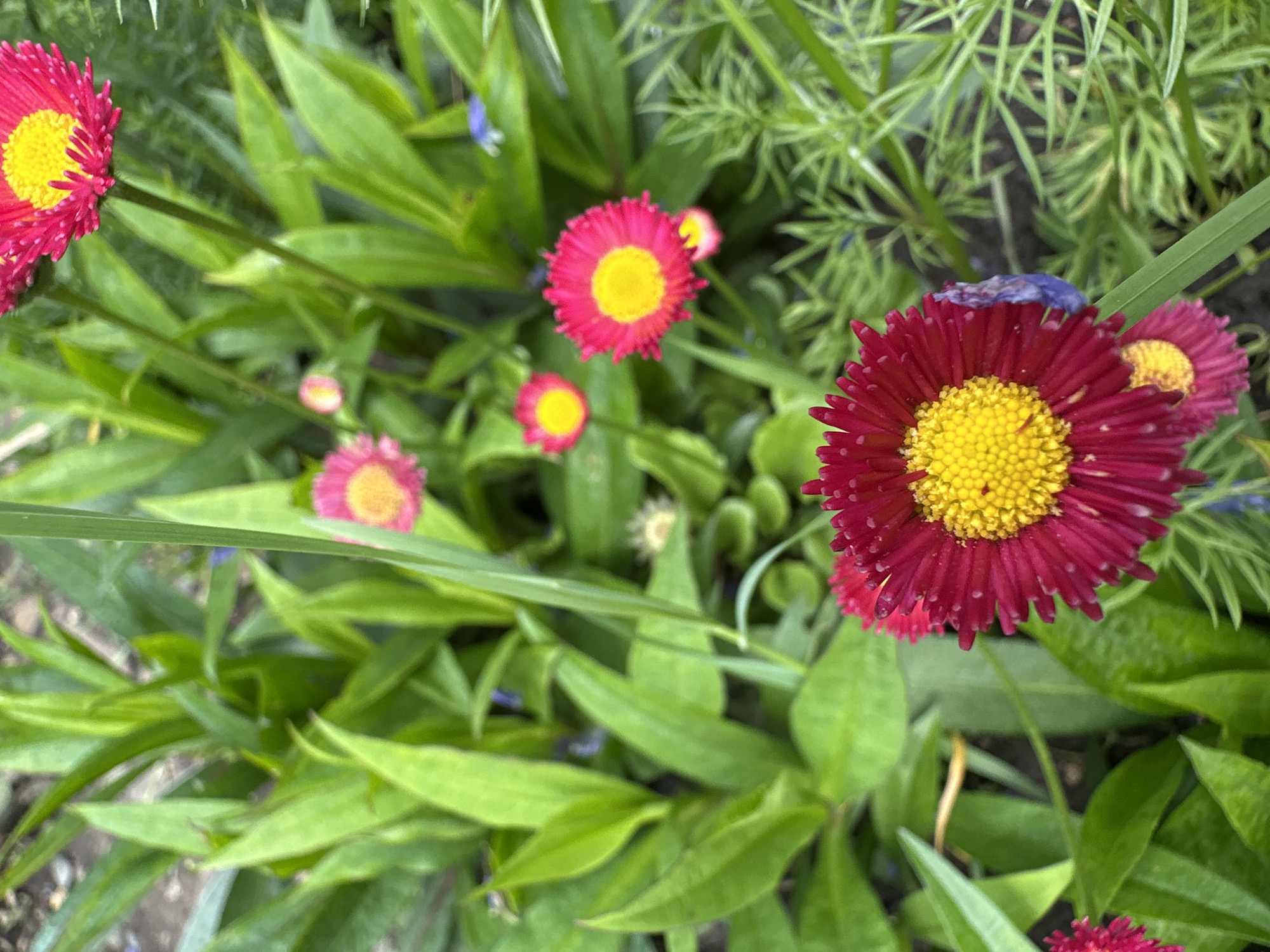 This media file captures a vibrant, close-up view of multiple red and yellow flowers set against a backdrop of lush green foliage. The primary subjects are several daisy-like flowers, characterized by their bright fuchsia-red or deep pink petals surrounding a prominent, textured yellow center. One large flower dominates the lower right portion of the frame, in sharp focus, showcasing its intricate petal arrangement and granular yellow disk. Another similar flower is visible in the upper left corner, also in focus.
Throughout the image, other flowers of the same type appear at varying distances and levels of focus, with some smaller, less distinct blooms scattered in the mid-ground. The green foliage is dense and varied, with some broad, smooth leaves and other finer, fern-like structures, suggesting a mixed garden bed. Hints of small, blurry blue-purple elements are subtly visible among the green leaves in the background.
The scene appears to be an outdoor garden or planted area, likely during the daytime given the natural light and vibrant colors, though the exact time of day or specific weather conditions are not definitively clear. No people, objects other than plants, or visible text are present. The overall impression is one of natural beauty and botanical detail, providing a snapshot of flourishing plant life in Stavropol, Russia.