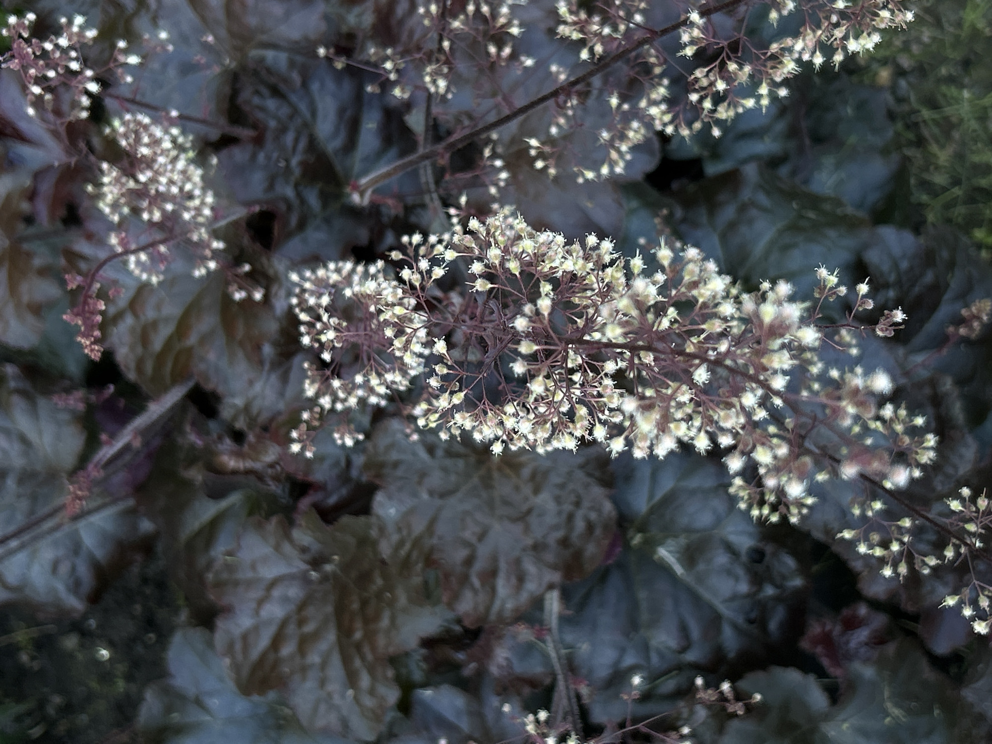 A close-up, high-angle shot captures a cluster of tiny white flowers with delicate, reddish stems. The flowers are arranged in airy, branched clusters, some appearing as small, fluffy balls at the tips of slender stalks. The background consists of large, dark, textured leaves, possibly from a Heuchera plant, with a muted, almost shadowy quality. The overall lighting is dim, creating a moody and ethereal atmosphere. The scene is located in Unknown, Unknown.