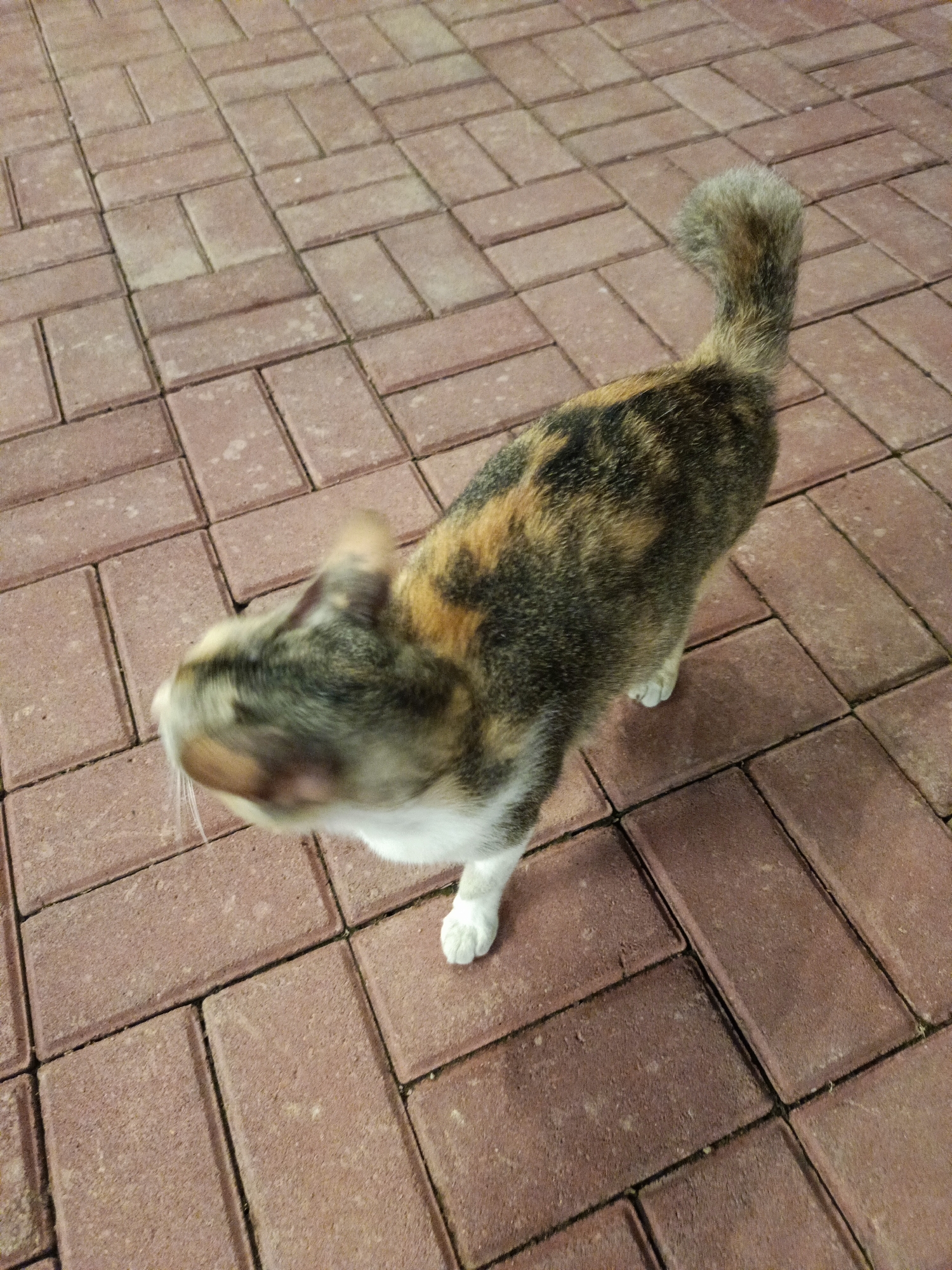 A calico cat with tortoiseshell and white markings stands on a red brick paver pathway. The cat is facing towards the left of the frame, with its head blurred by motion. Its tail is curved upwards and appears fluffy. The pathway is laid out in a herringbone pattern. The scene is outdoors. The location of this image in Cimahi, Indonesia, cannot be determined from the visual information provided.