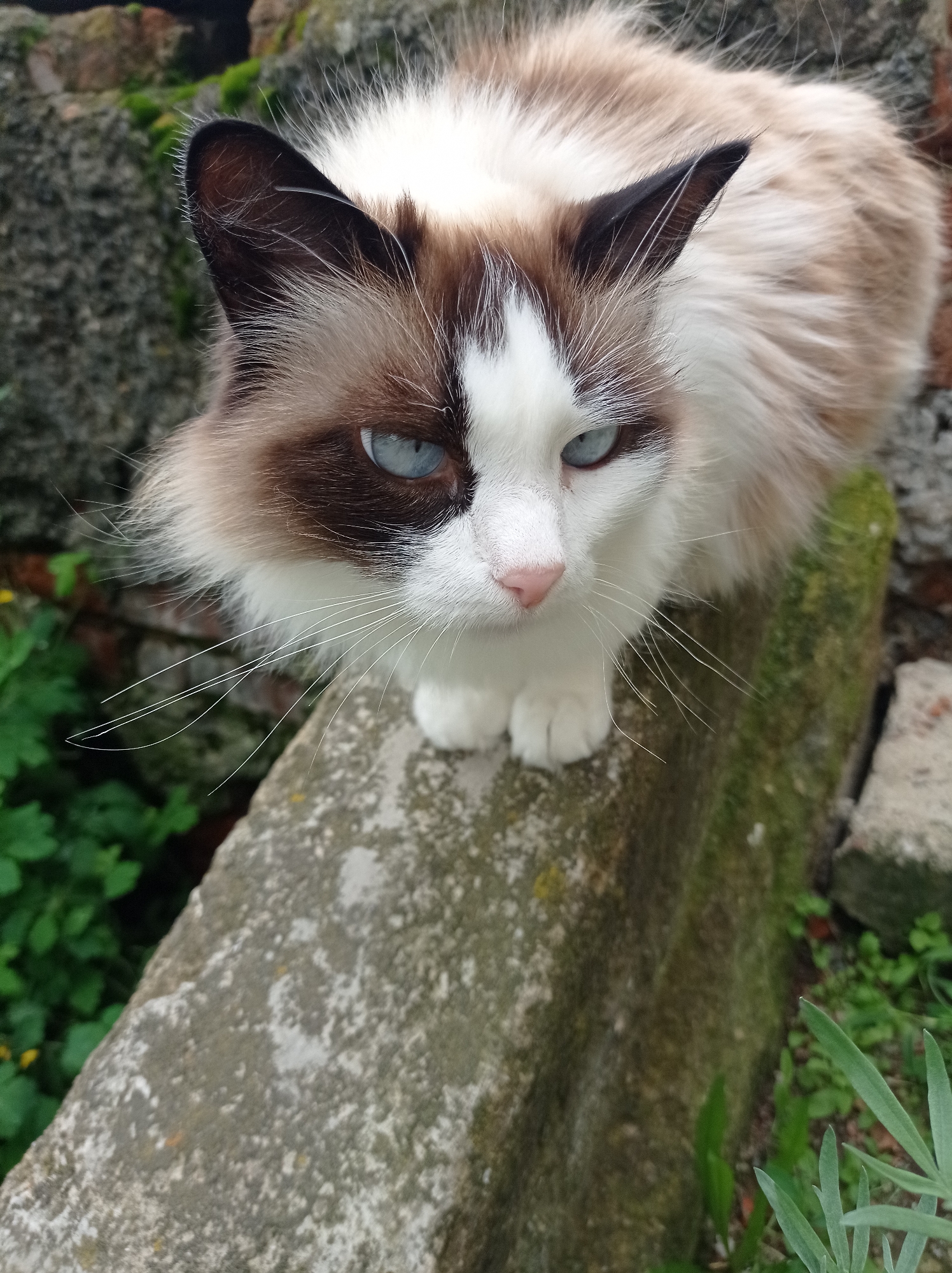 A medium shot of a Ragdoll cat with blue eyes, brown and white fur, and long white whiskers, is perched on a moss-covered concrete surface outdoors. The cat is looking to the right, with its head tilted slightly down. In the background, there are blurred green plants and a brick wall. The setting appears to be a garden or a natural area. This image was taken in Degtyarsk, Russia.