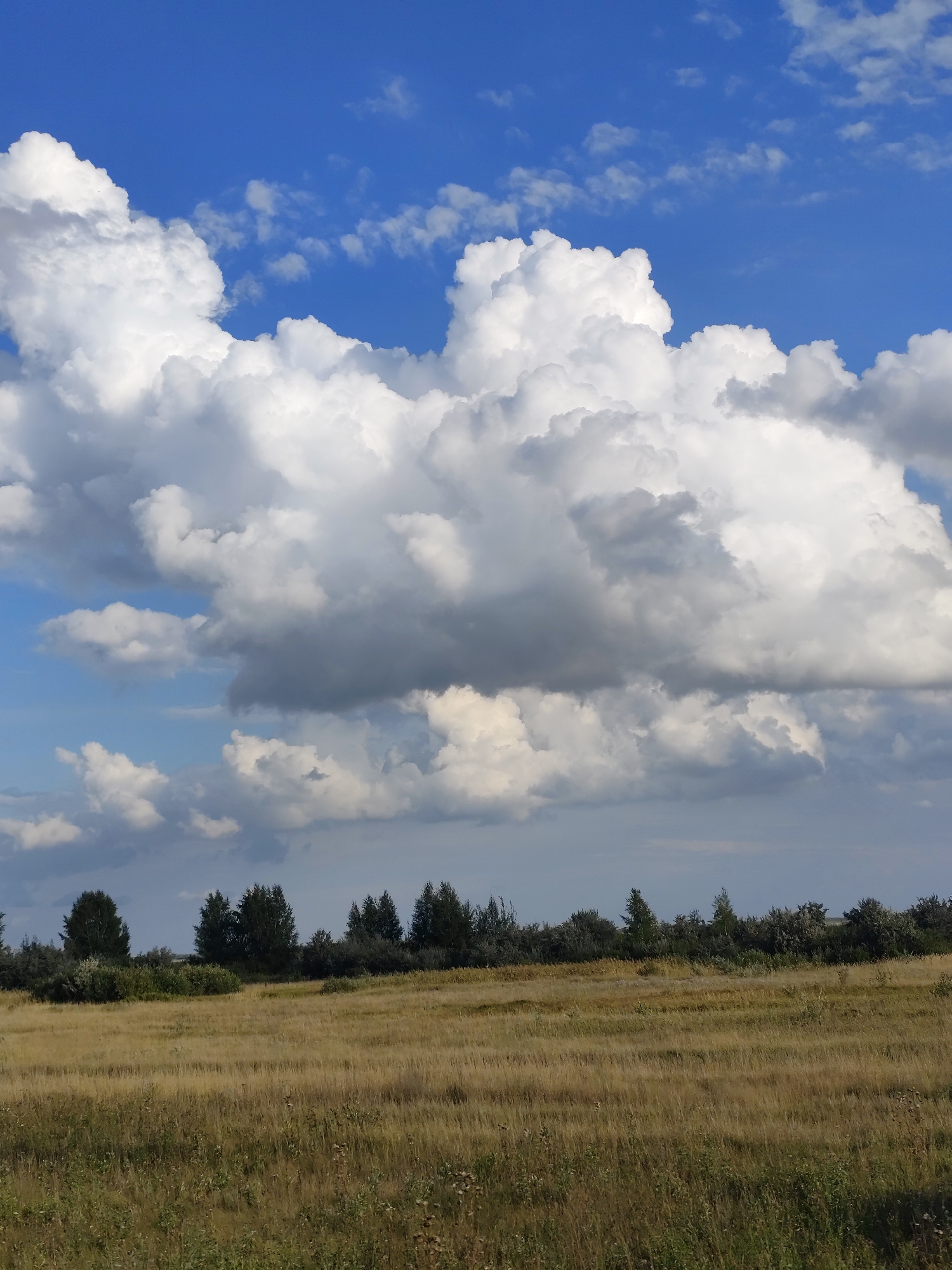 The image depicts a rural landscape with a vast expanse of dry, golden grass in the foreground, indicative of a field or meadow. A line of trees and bushes forms a natural boundary along the horizon, separating the field from the sky. Above, a dramatic sky dominates the scene, characterized by large, fluffy white cumulus clouds set against a vibrant blue sky. The lighting suggests it is daytime, possibly late afternoon, given the angle of the light illuminating the clouds. There are no people, animals, or man-made structures visible in the image, emphasizing the natural and undeveloped character of the environment. The scene is tranquil and serene, highlighting the beauty of nature. The location of Рощин ауылдық округі, Kazakhstan, is consistent with such a landscape.