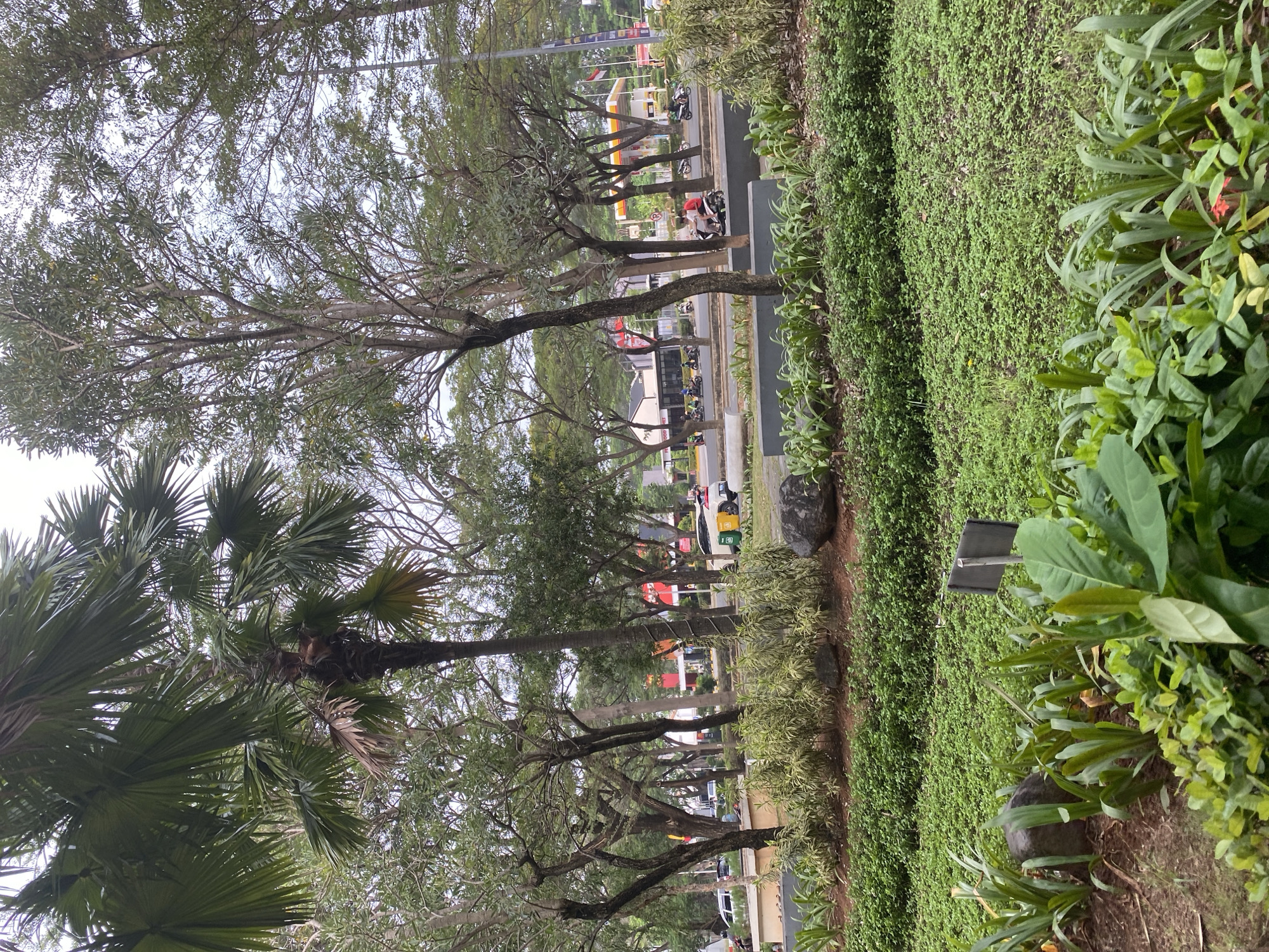 This image captures a street scene in East Jakarta, Indonesia, likely near a commercial area given the presence of businesses and a gas station. The foreground features well-maintained landscaping with lush green ground cover, interspersed with larger plants and decorative rocks. Beyond this, a wide street is visible, with several cars and motorcycles in motion. Traffic appears moderate. A prominent feature is a Shell gas station with its distinctive yellow and red canopy, situated across the street. Buildings lining the opposite side of the road include what appears to be a fast-food restaurant, identifiable by its signage and red accents, and other commercial establishments. Trees, including a tall palm tree and other deciduous varieties, form a natural canopy over parts of the scene, with their branches creating a dappled effect. The sky is overcast, suggesting a cloudy day. The overall impression is one of an active urban environment with a focus on maintaining green spaces alongside commercial development.