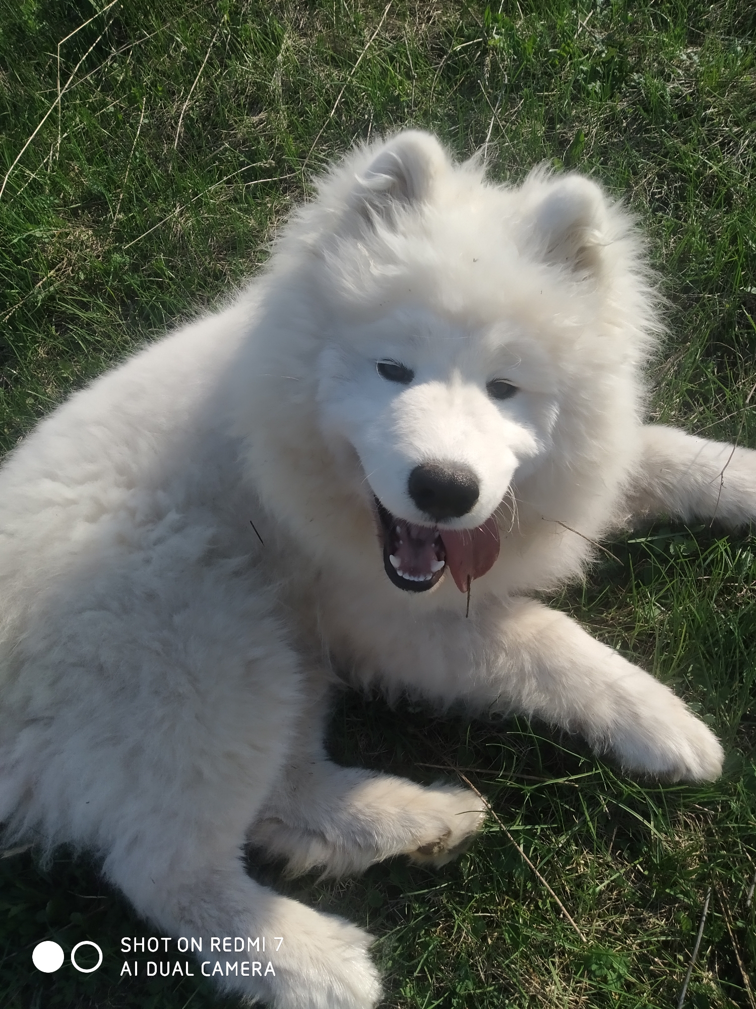 A fluffy, white Samoyed dog lies on green grass. The dog is panting with its mouth open and tongue visible. The location may be in or near Chaikovsky, Russia.