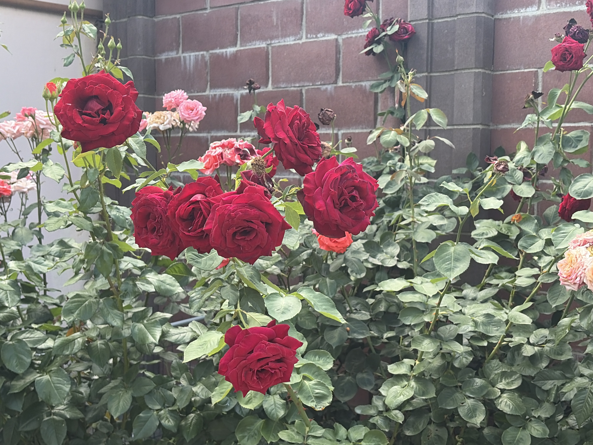 The image shows a close-up of a bush of red roses in front of a brick wall. Several red roses are in bloom, with some in various stages of opening. There are also some pink roses visible in the background. The leaves of the rose bush are green and appear healthy. The brick wall is a reddish-brown color and has a textured surface. The scene is outdoors, likely in a garden or courtyard. There are no people or animals visible in the image.