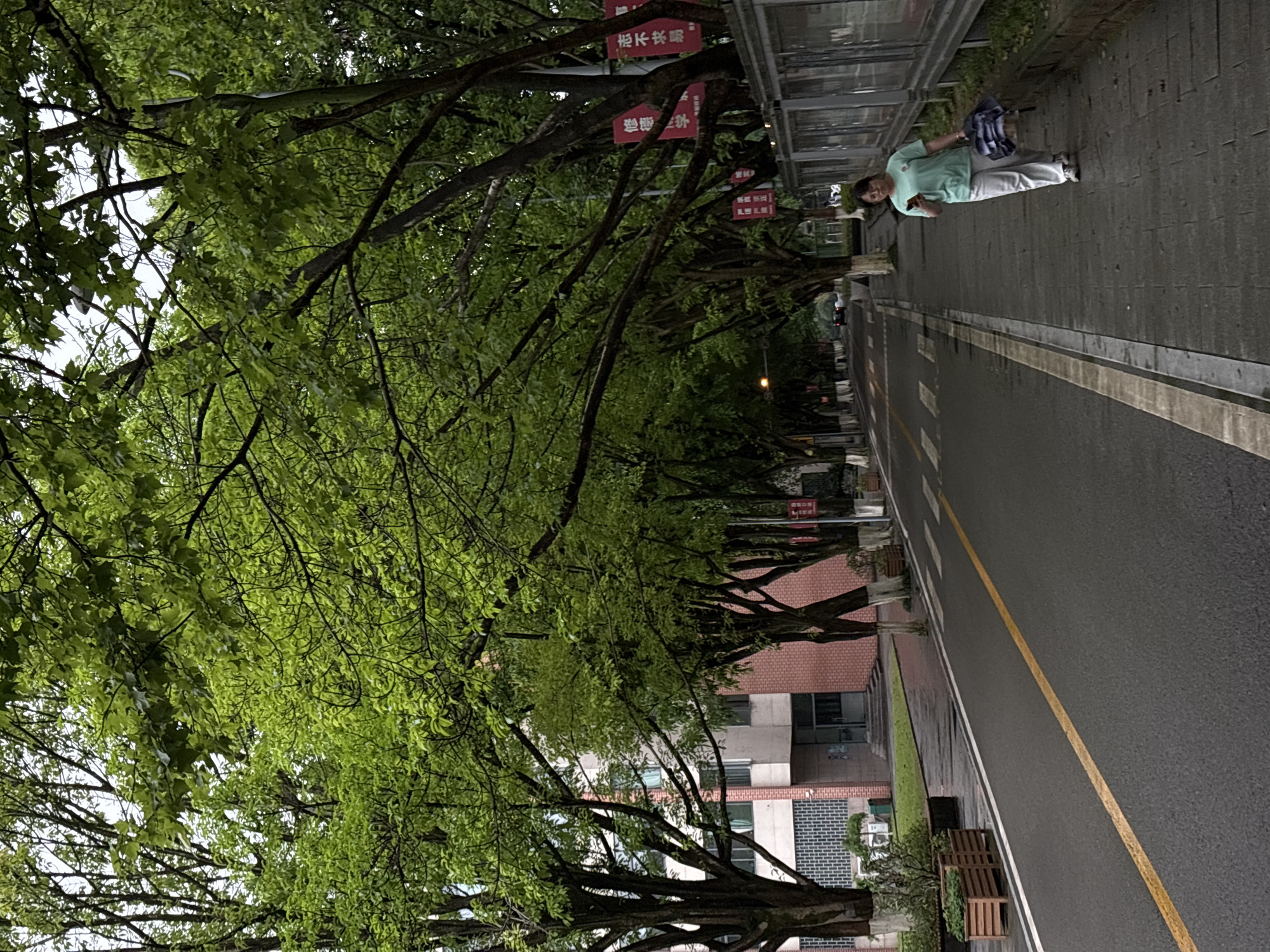 A long tree-lined street is shown in Nan'an District, China. A woman wearing a green shirt and light-colored pants walks on the right sidewalk, holding a phone in her left hand and a bag on her left arm. Trees line both sides of the road, their branches and leaves forming a dense canopy overhead. Red banners with Chinese characters are affixed to some of the tree trunks. On the right, a bus stop structure is visible. The road has a yellow line marking its center. Buildings are visible behind the trees on the left. The pavement appears wet.
